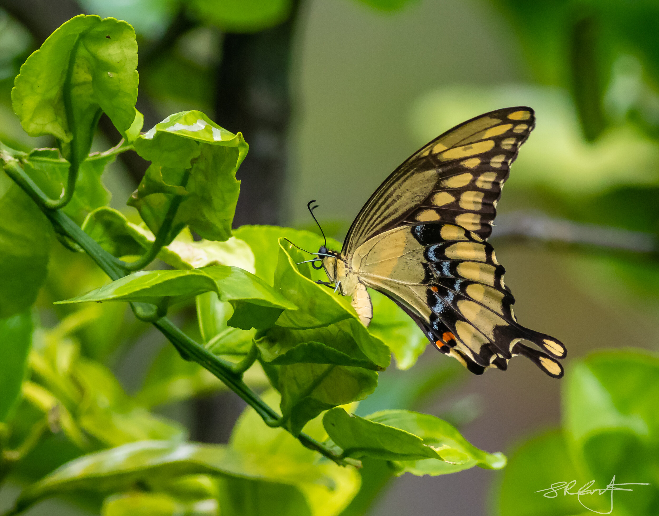 Giant Swallowtail Butterfly.  Citrus Tree.