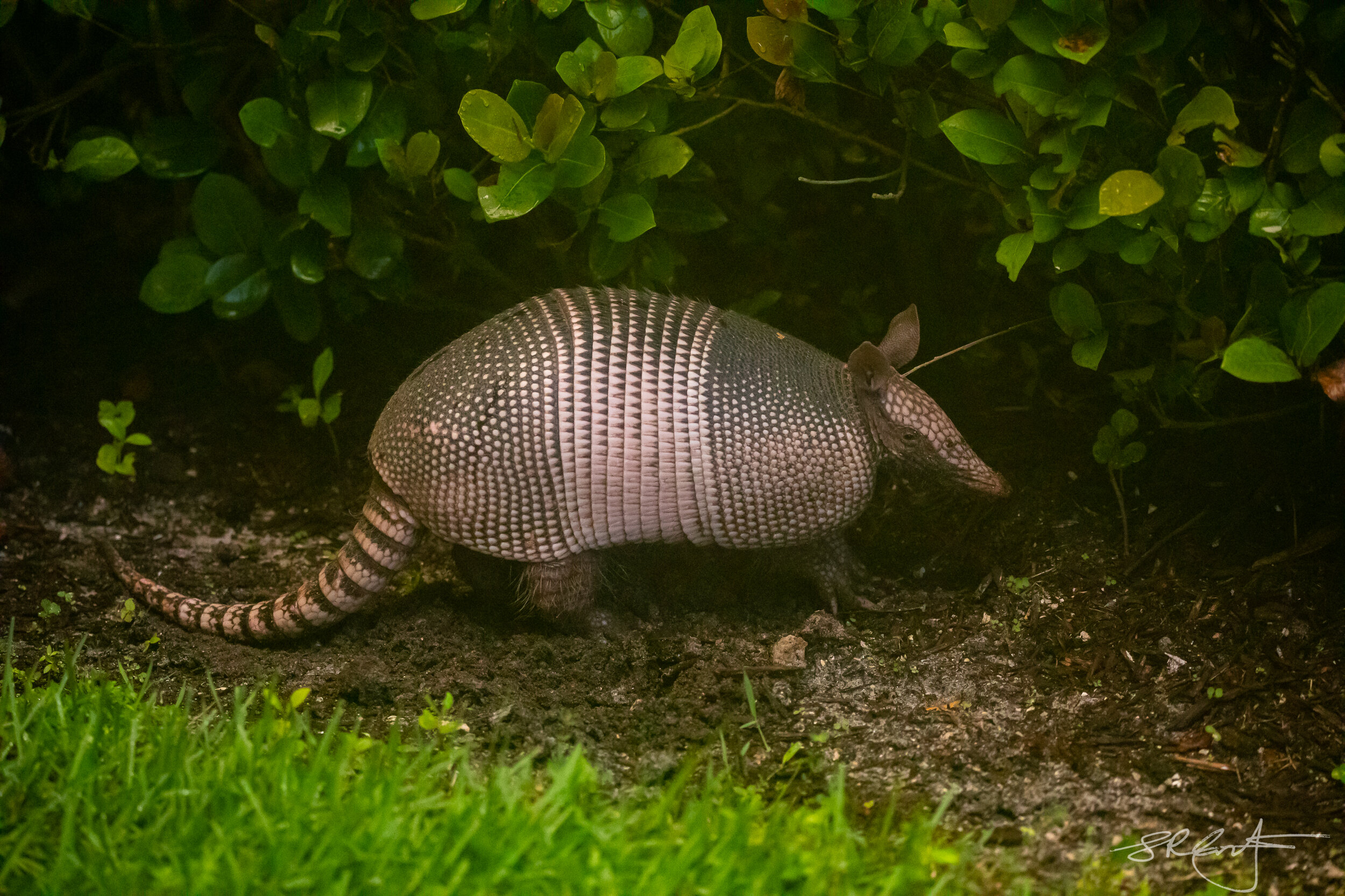 Nine Banded Armadillo.  Known to the Aztecs as "Turtle-Rabbits."