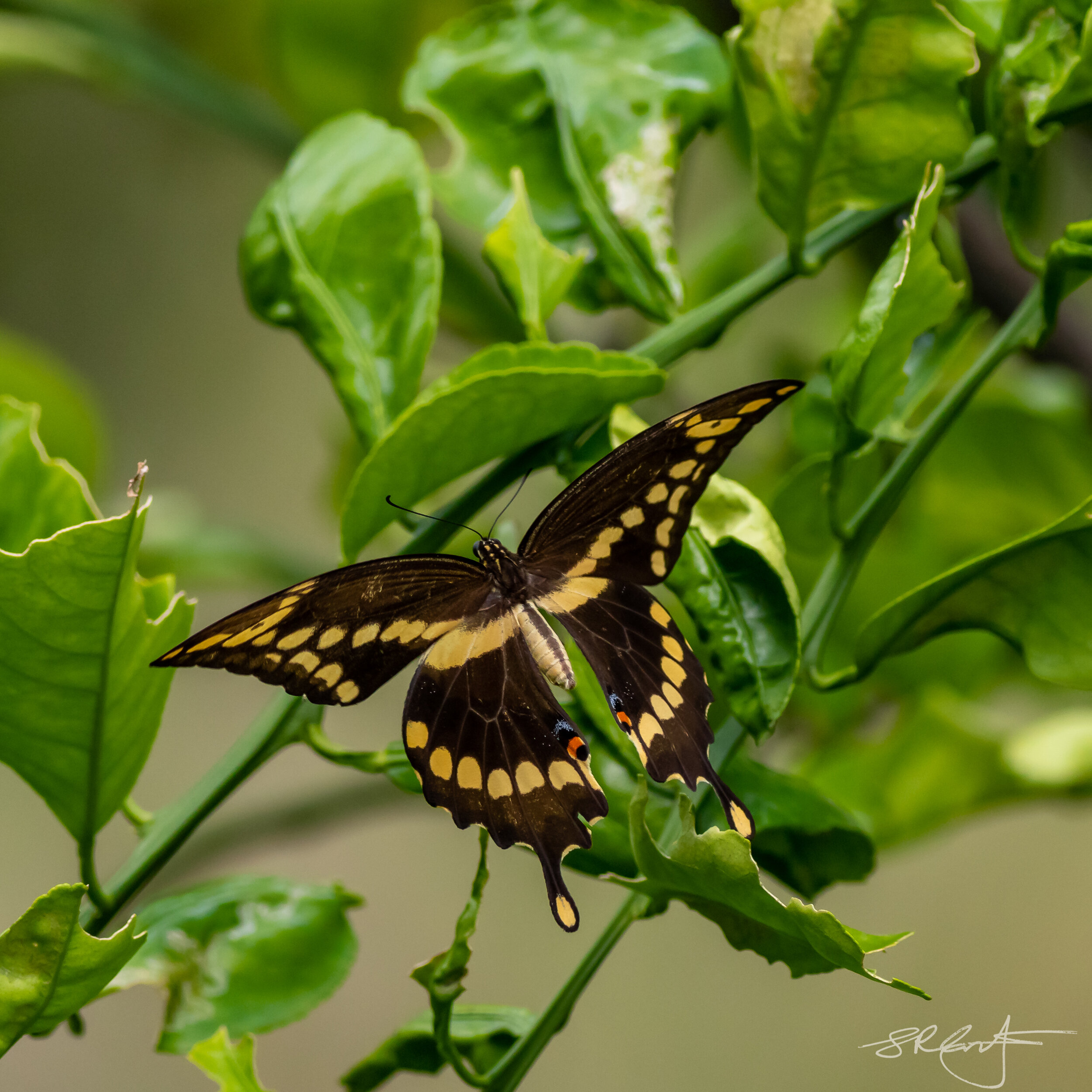 Same Swallowtail, from the backside.