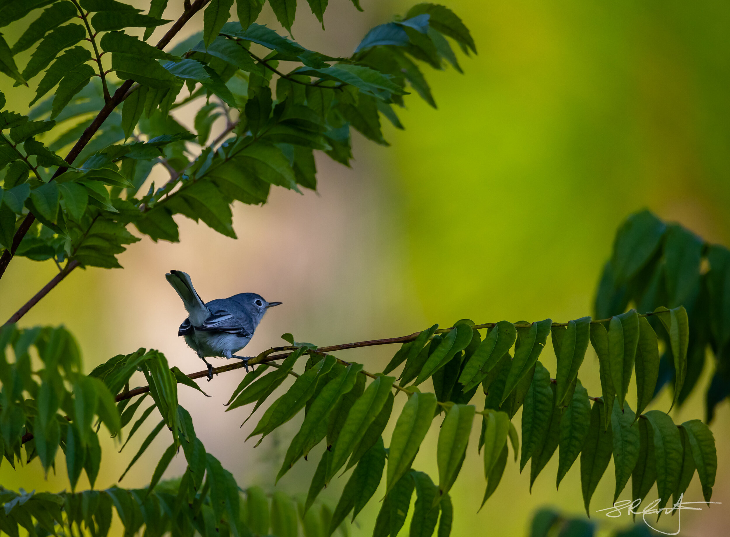 Blue Grey Gnatcatcher in a Raintree