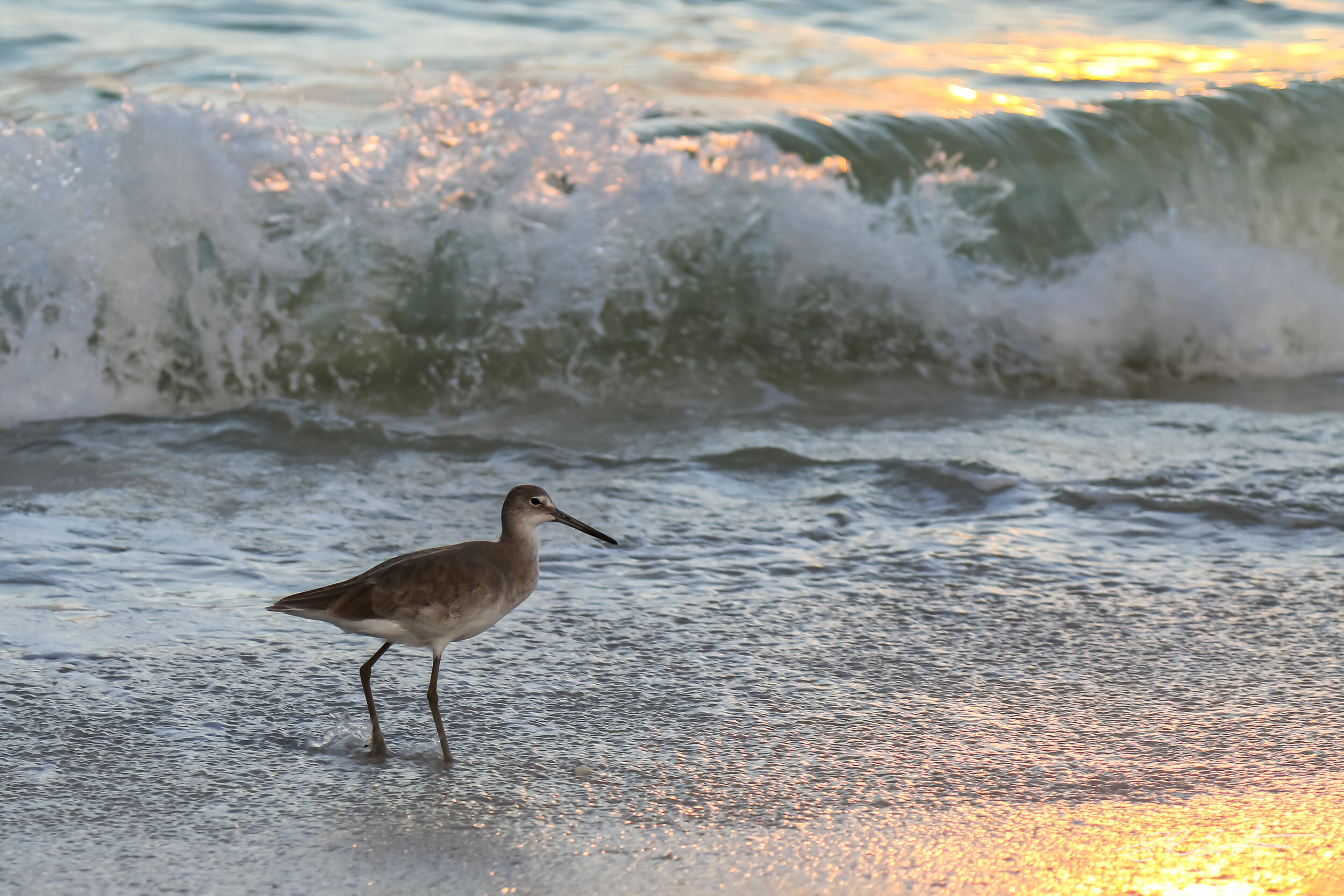 Willet at Sunset