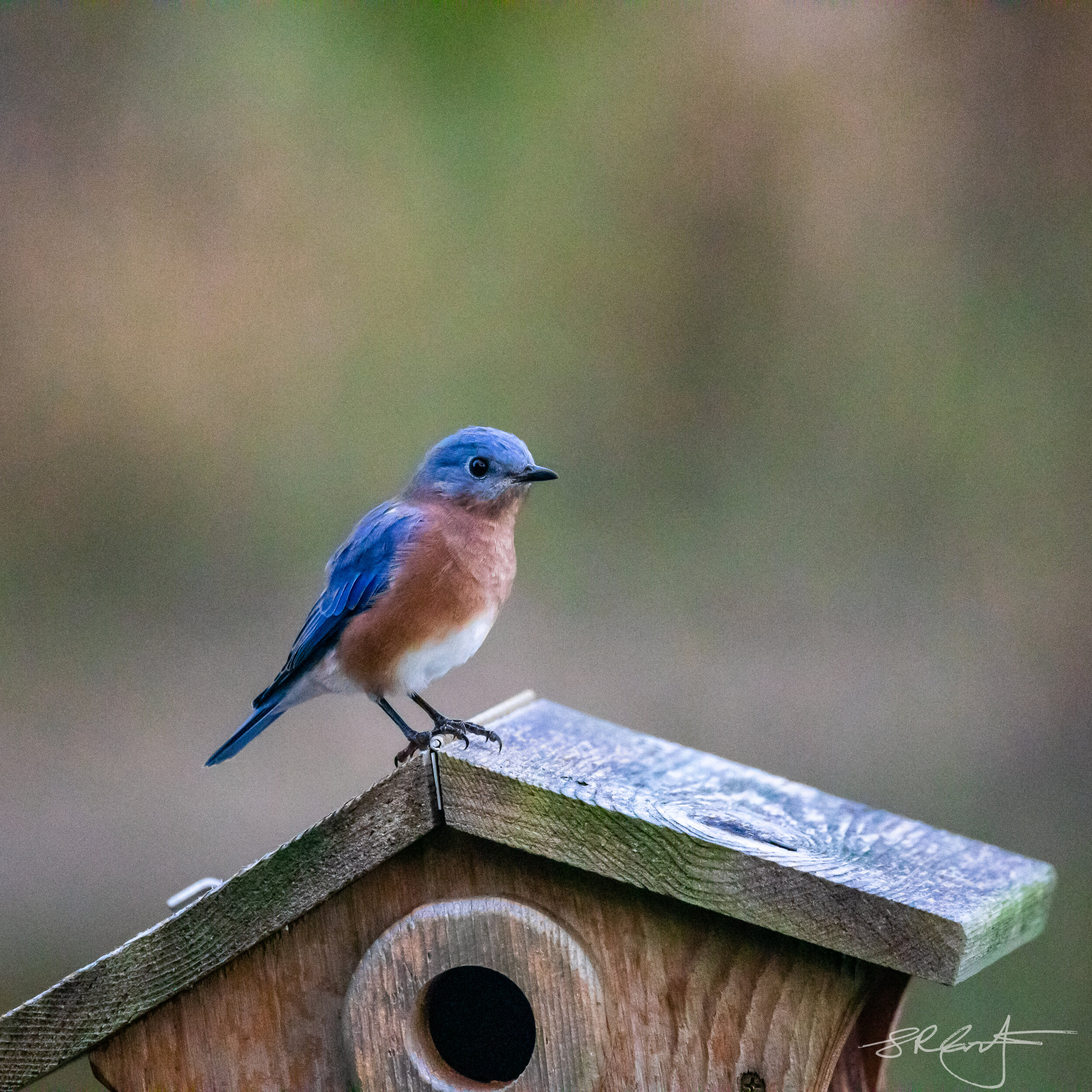 Early morning Bluebird