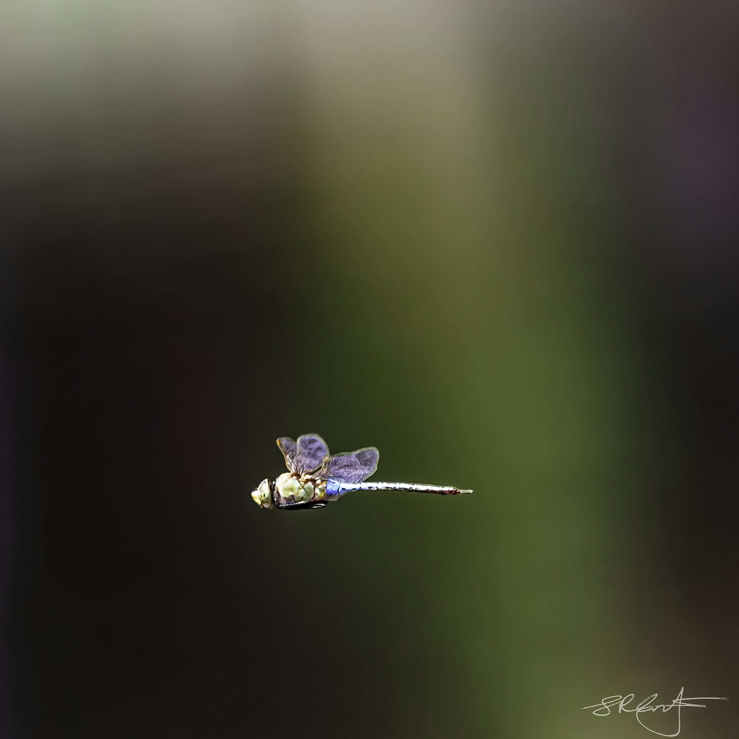2020 10 07 Dragonflies-8280-DeNoiseAI-denoise.jpg