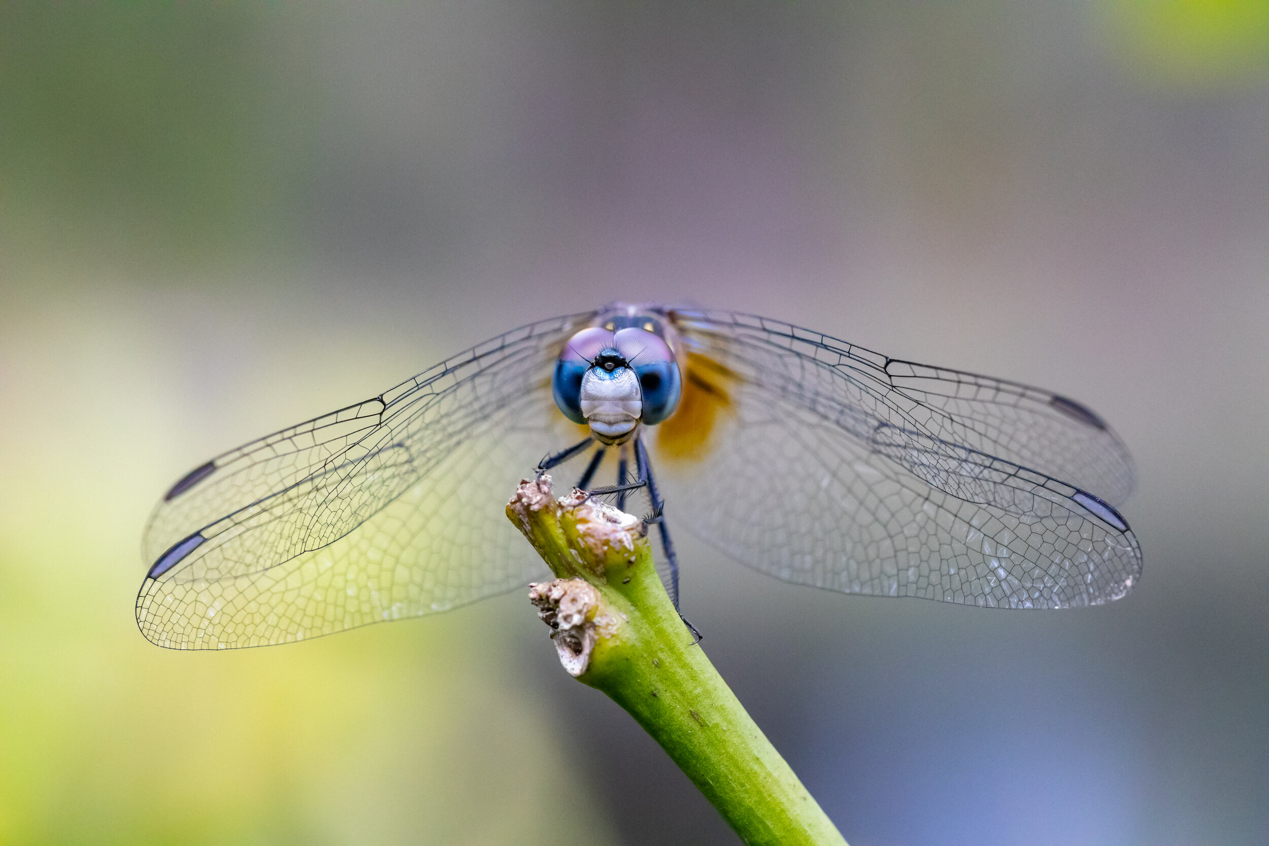 Blue dasher Dragonfly