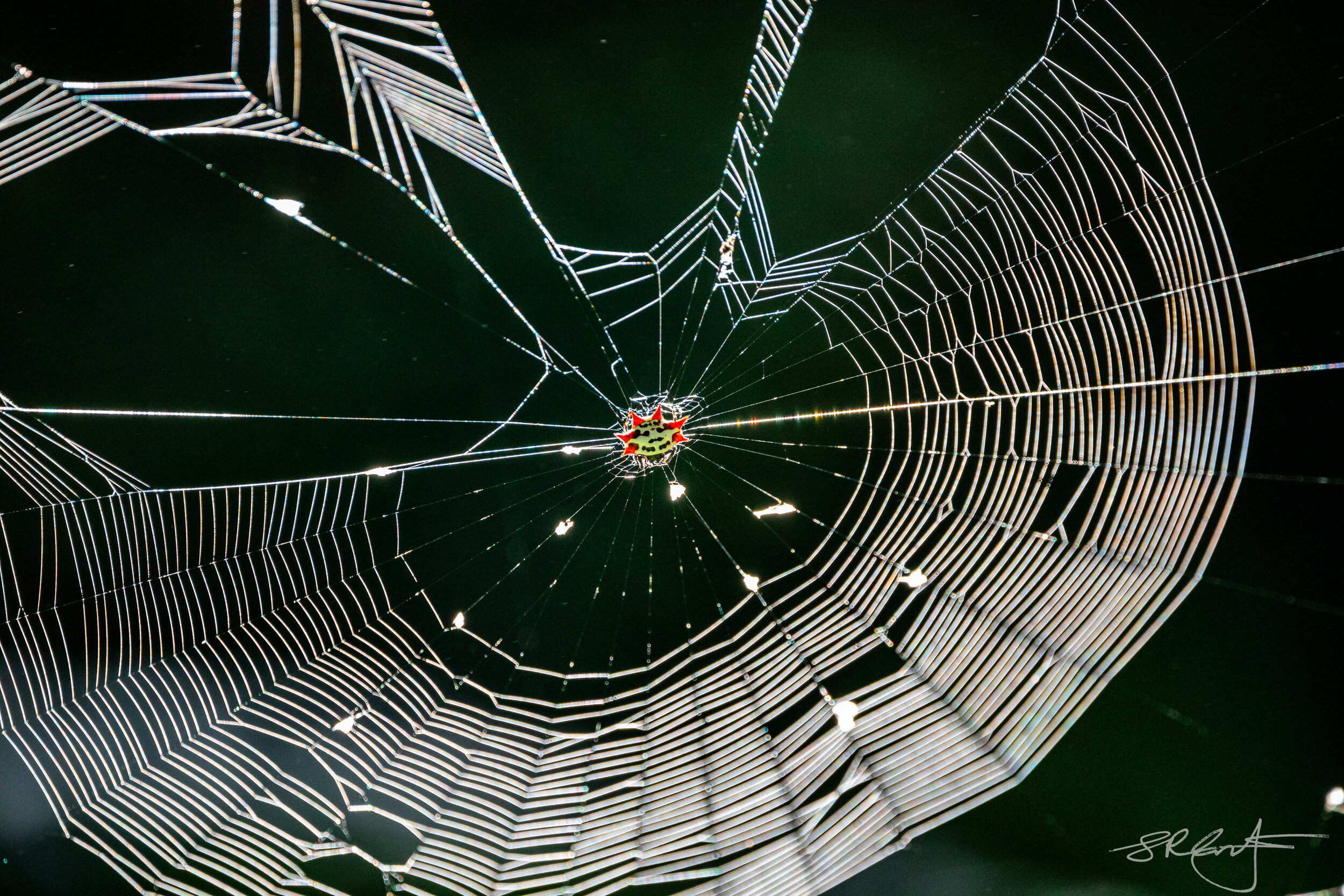 Orb Weaver web.