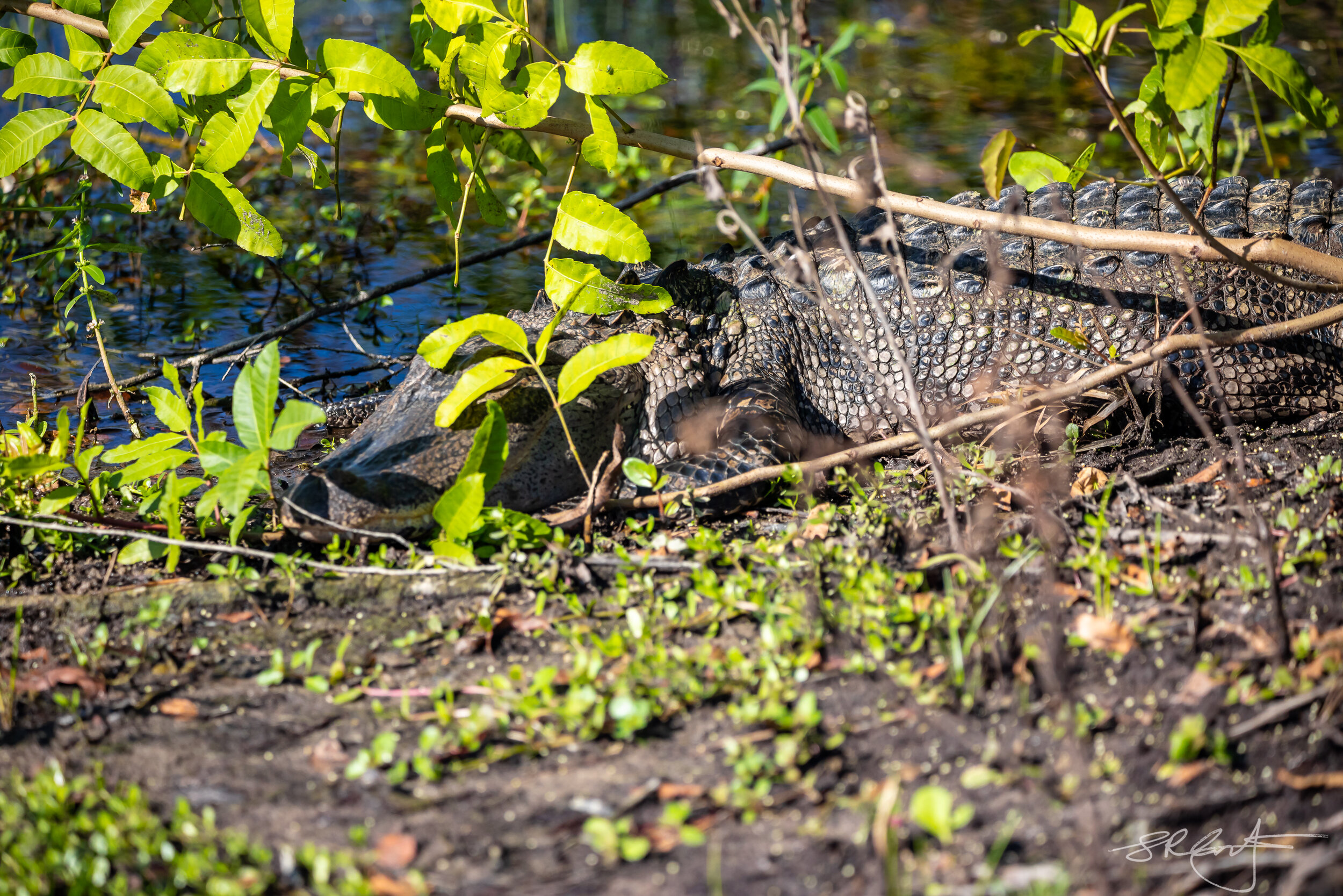Alligator along the left side of Nine South.  watch where you are walking !