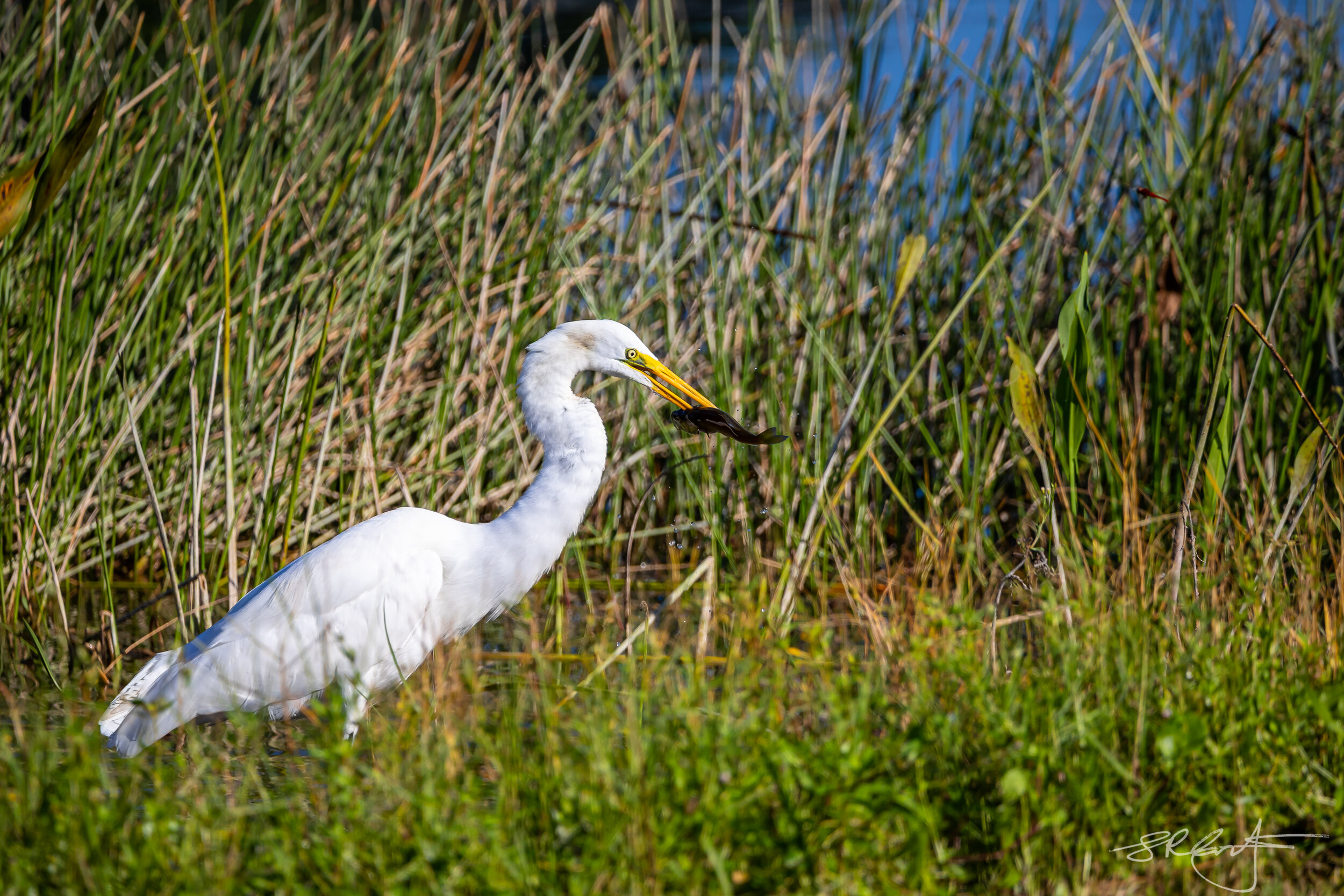 Great Egret has a nicer day than the fish did.