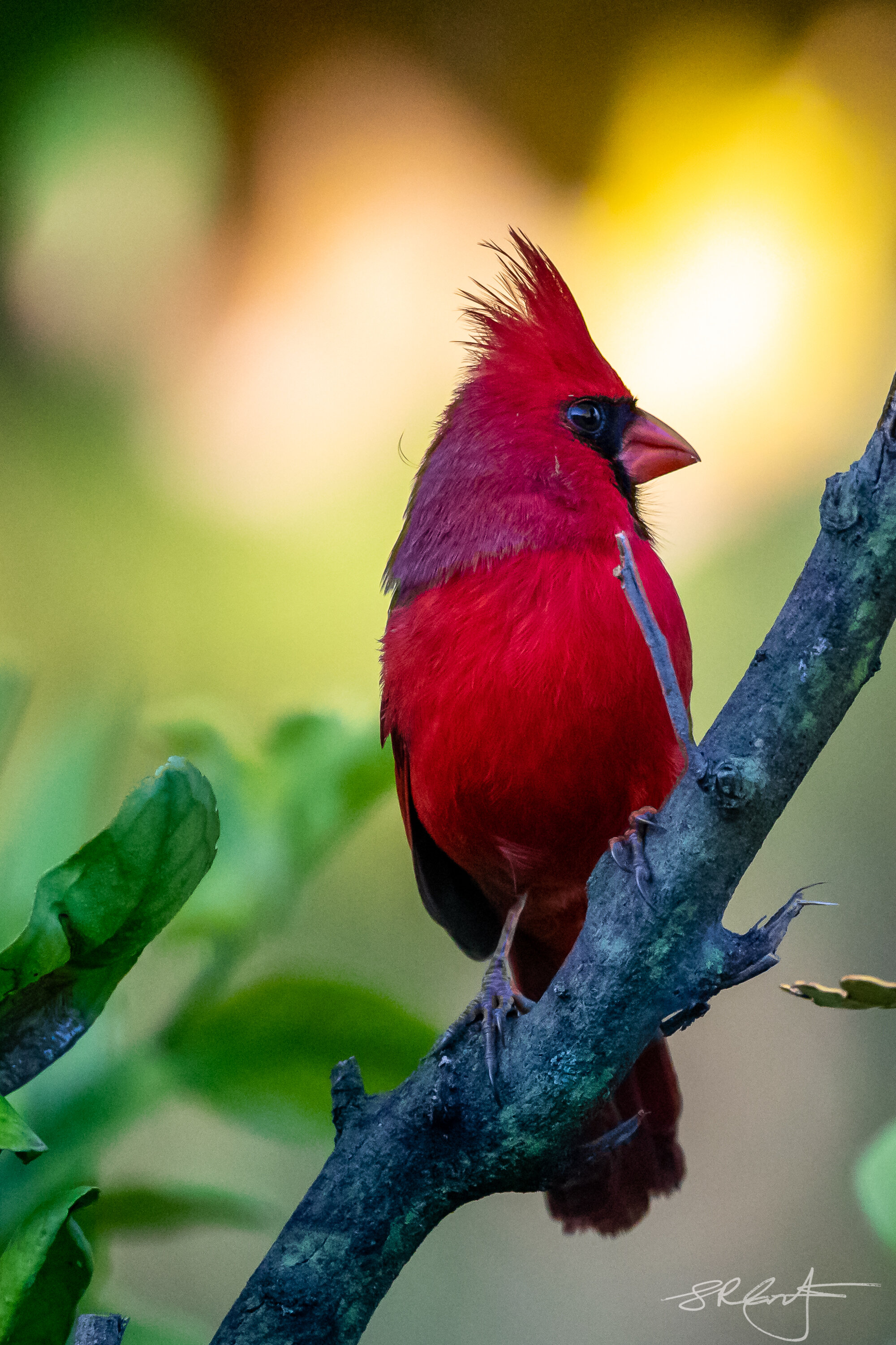 Male Cardinal, with Mohawk. 