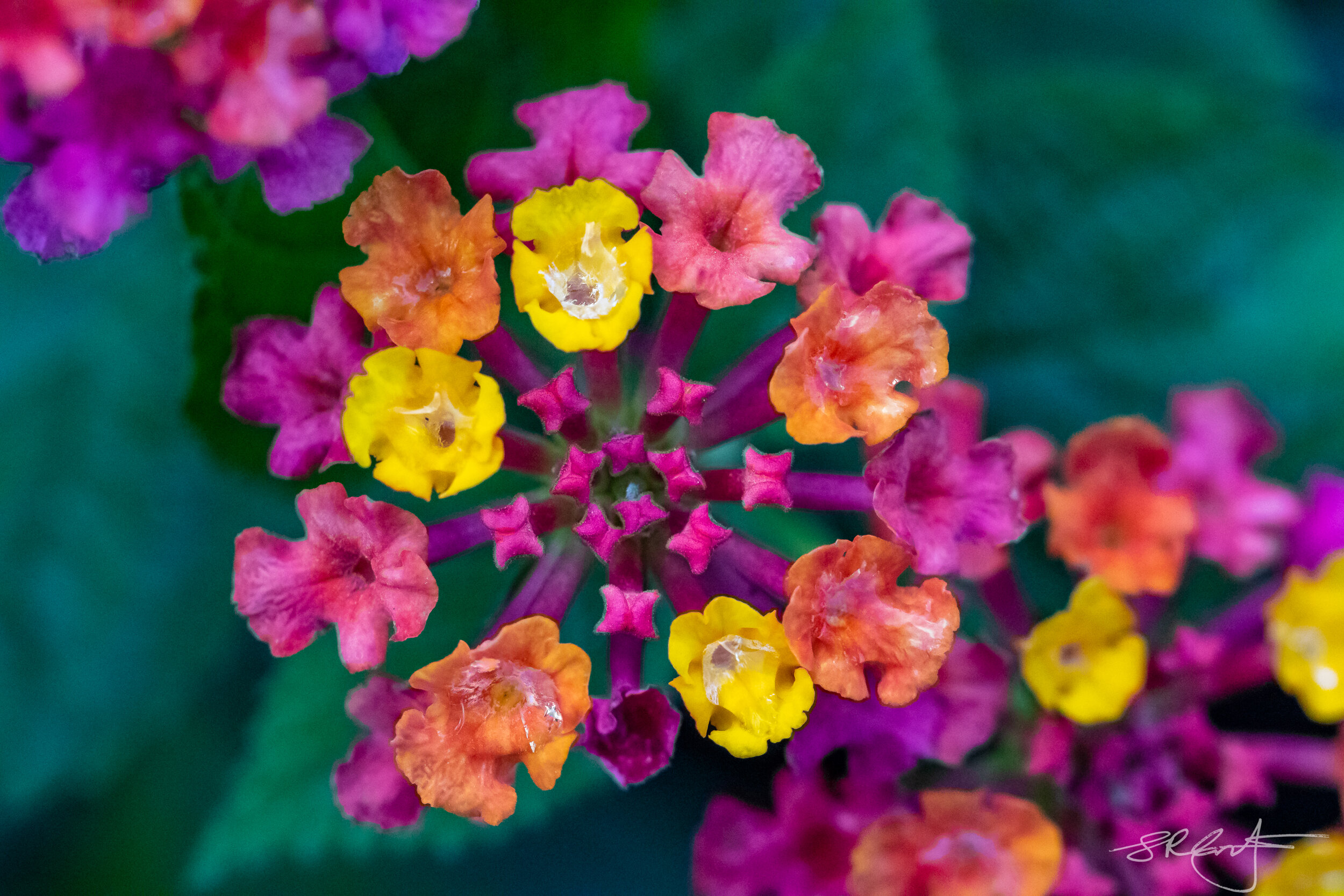 The Colorful Lantana Blossom