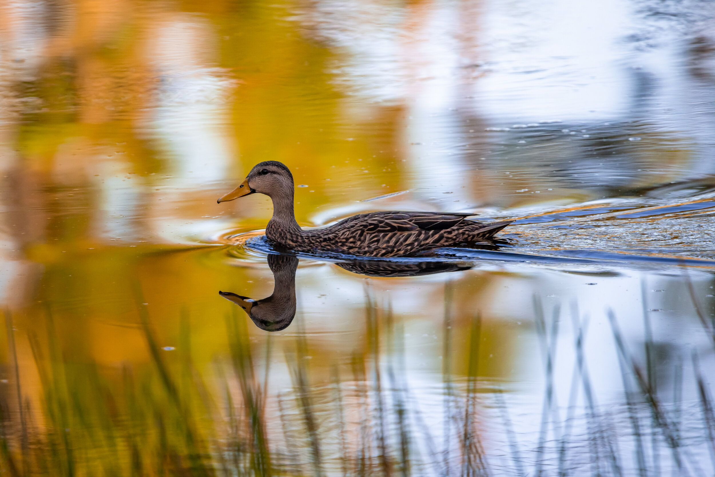 The Calm Serenity of a Duck.