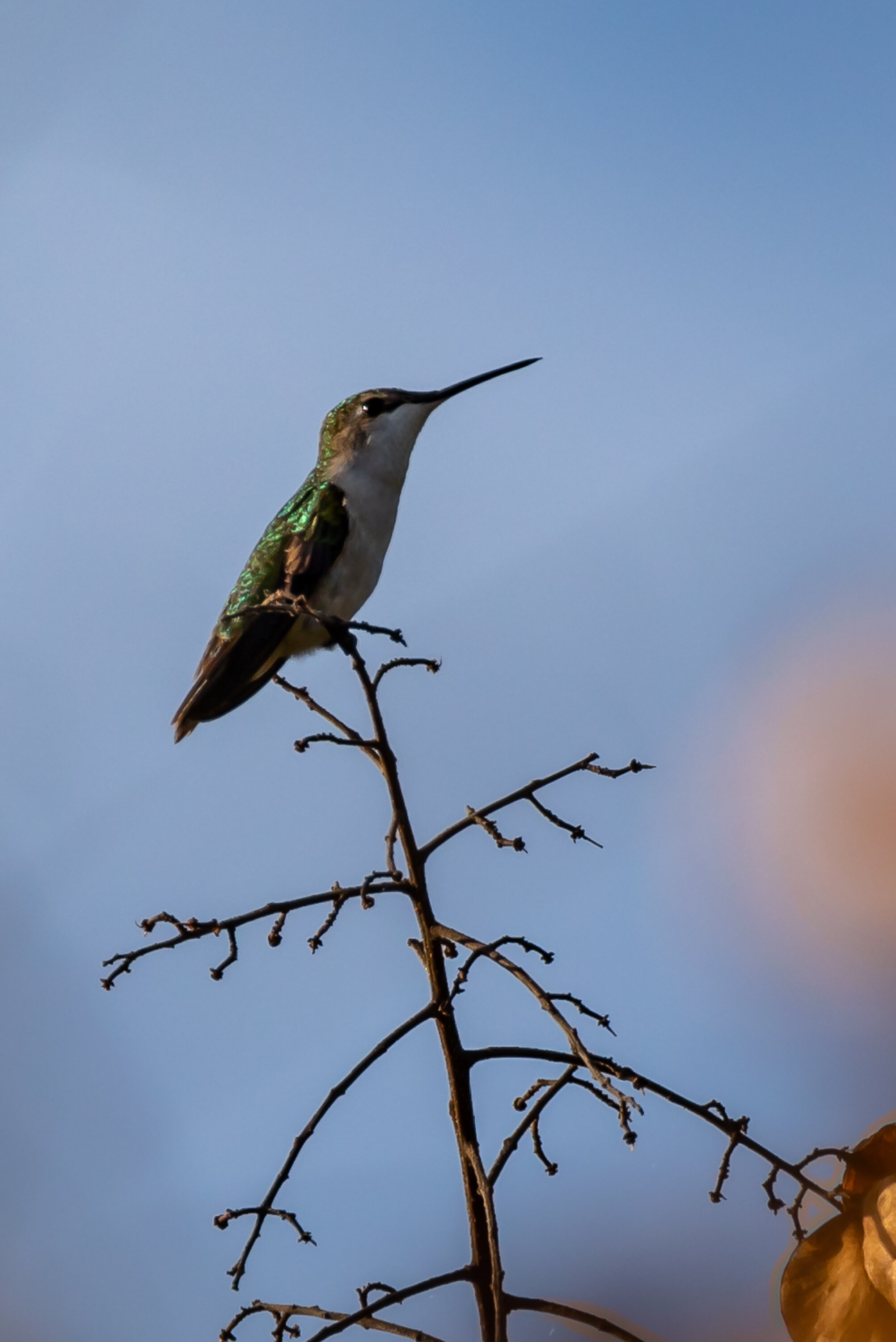 Female Ruby Throated Hummingbird, at rest.