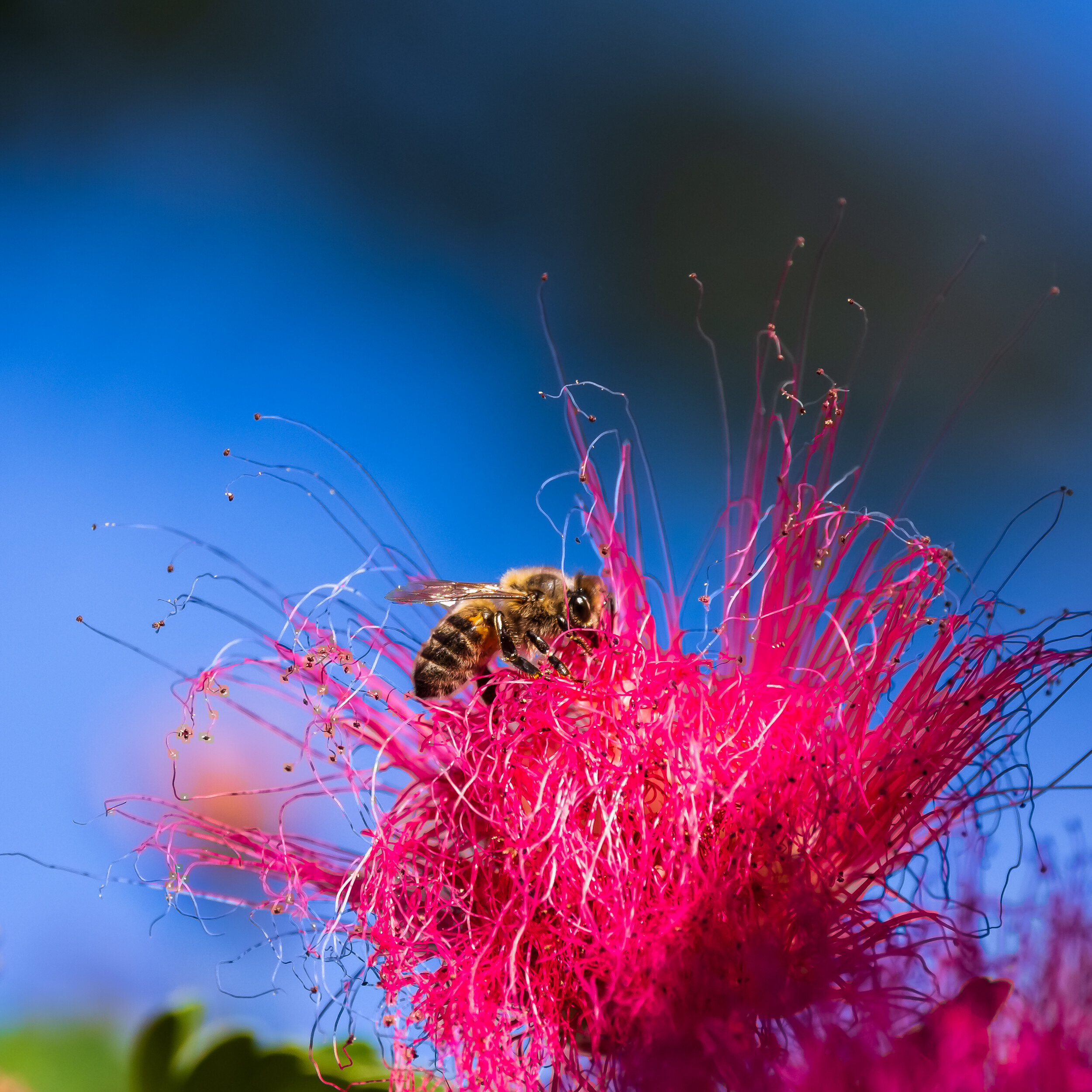 Bee in the Mimosa