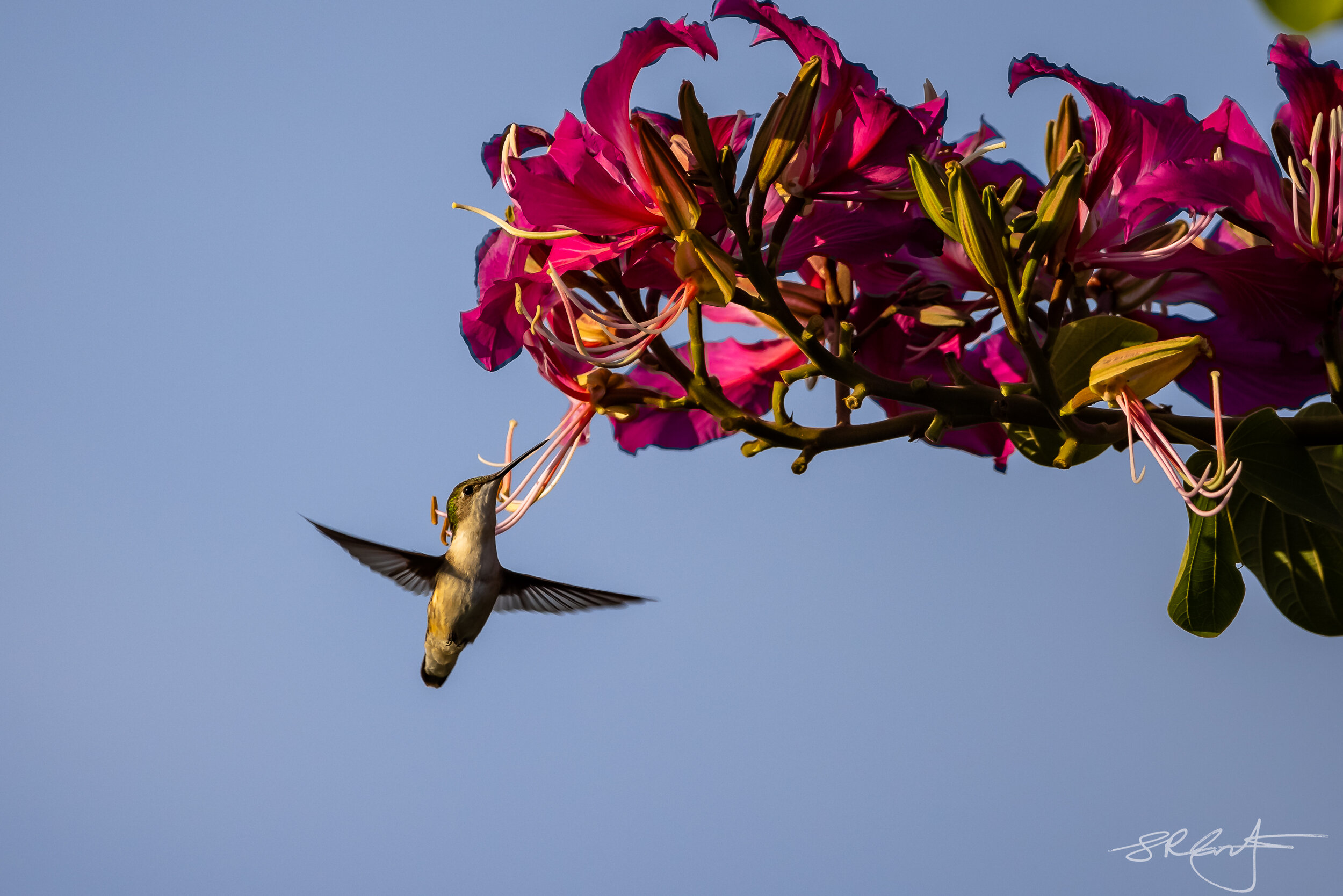 Ruby Throated Hummingbird at Hong Kong Orchid Tree