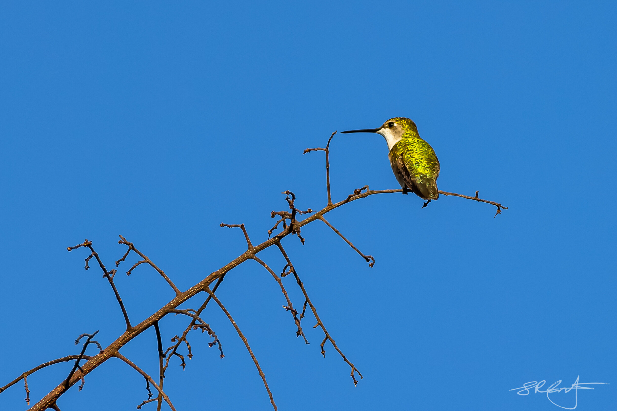 RT Hummingbird at rest in the Raintree