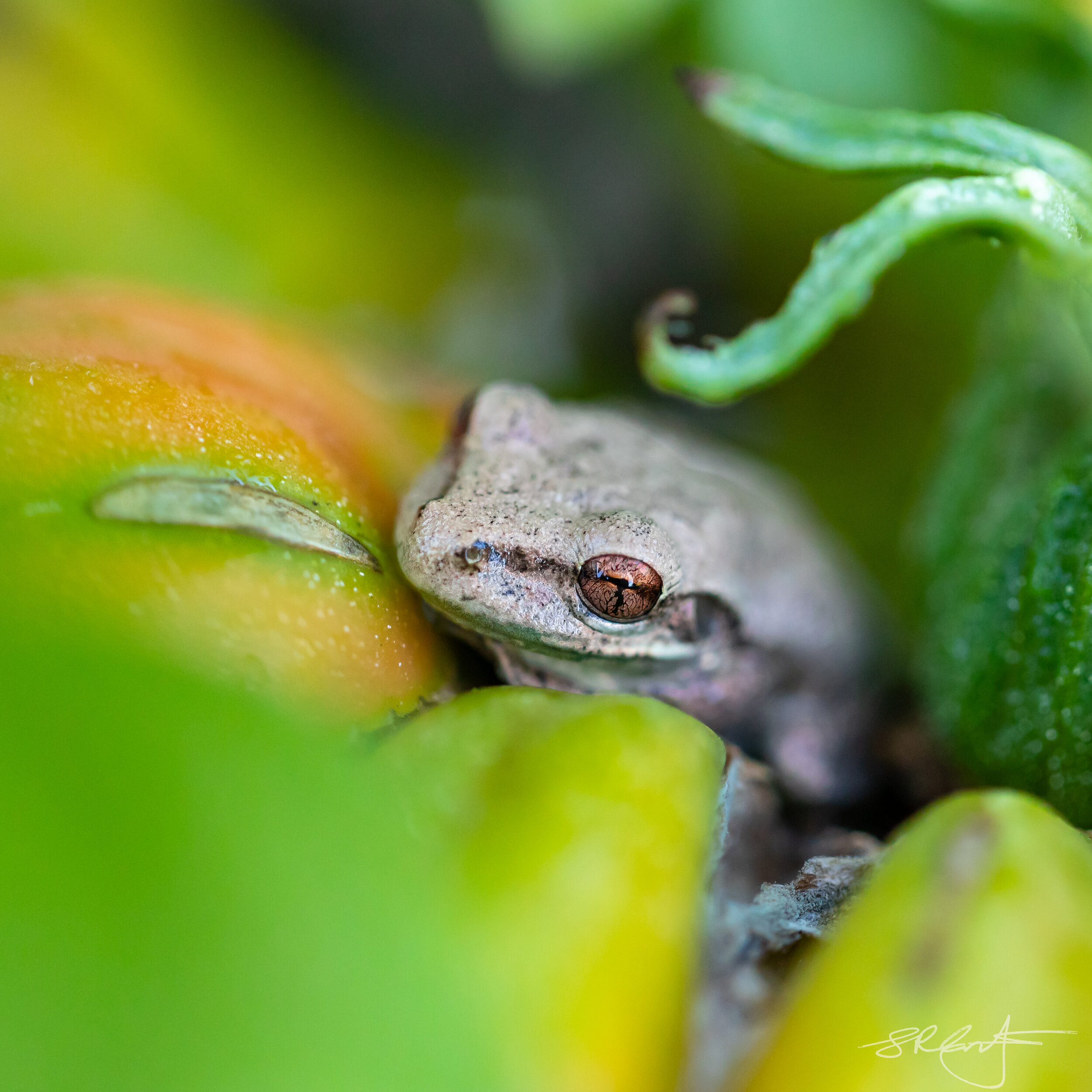 Cuban Tree Frog in the Tomato plant