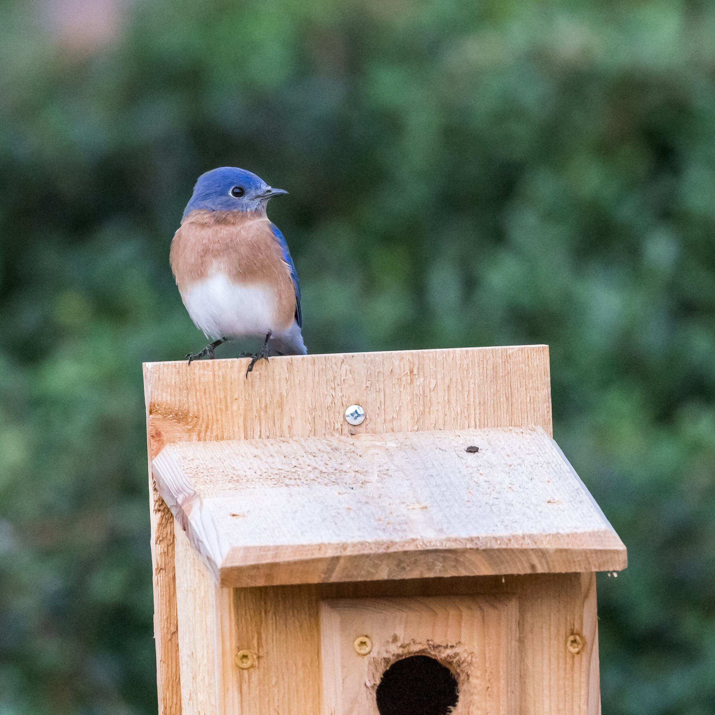 Bluebird finds a new home