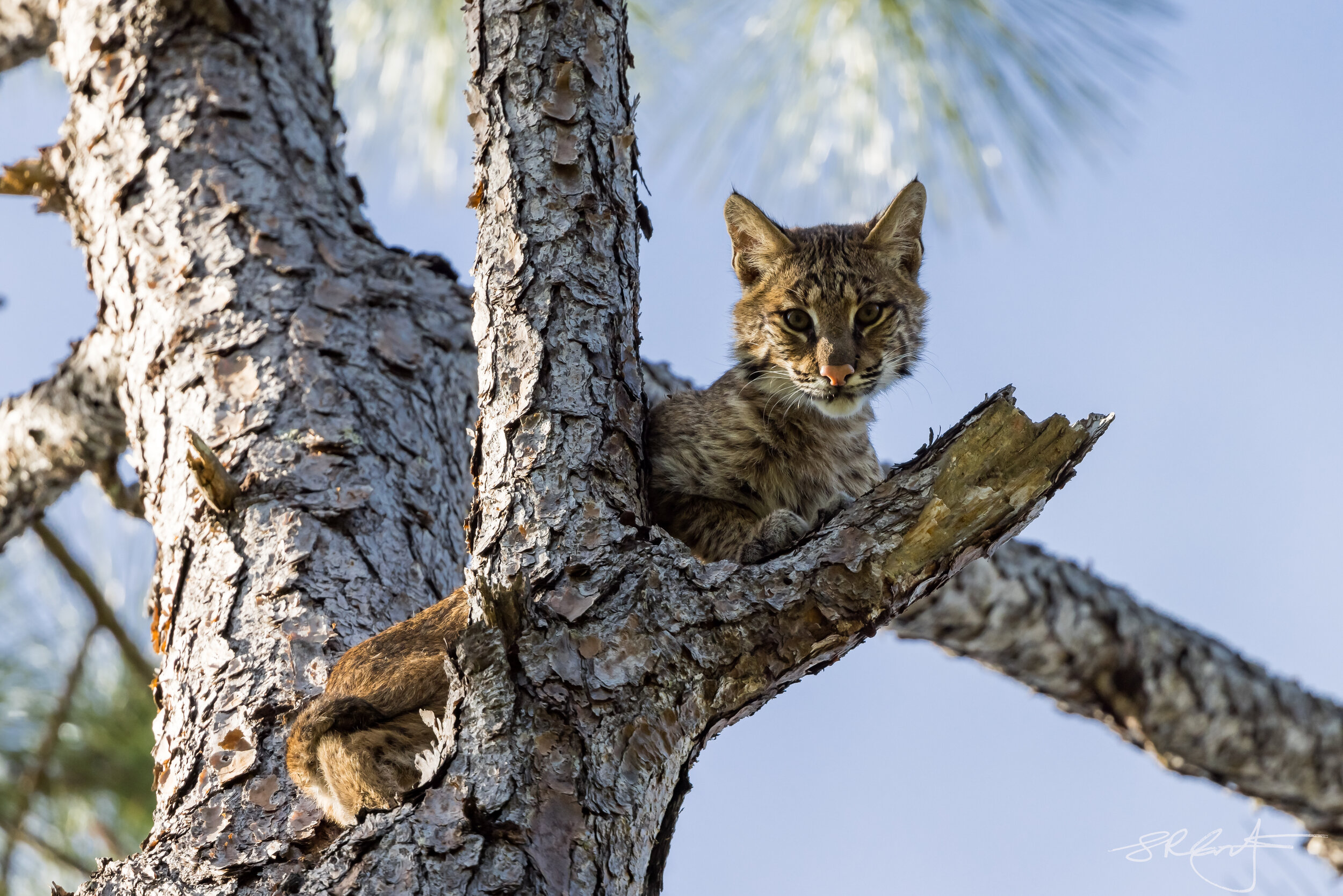 Bobcat