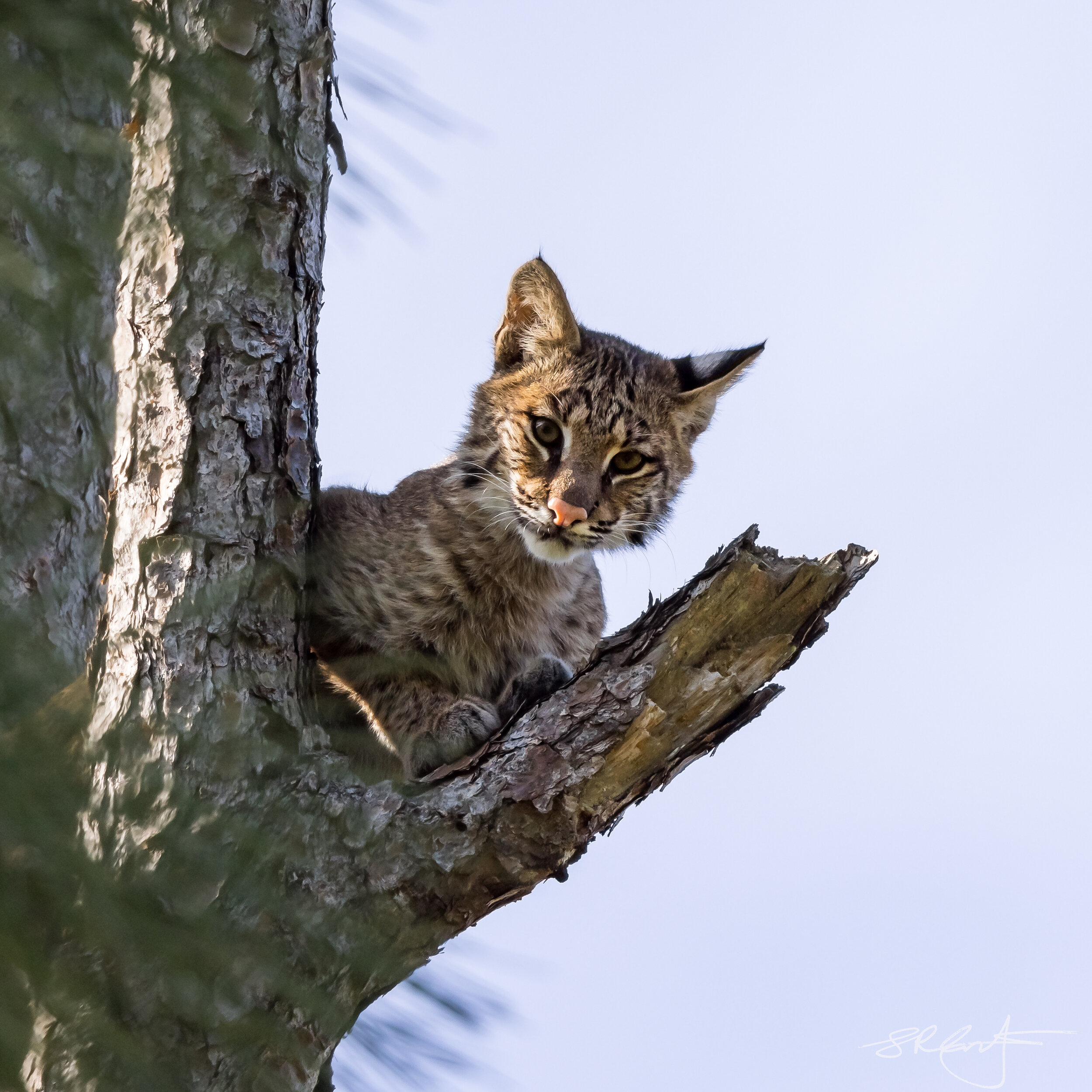 2021 01 21 Bobcat in a Tree-2368.jpg