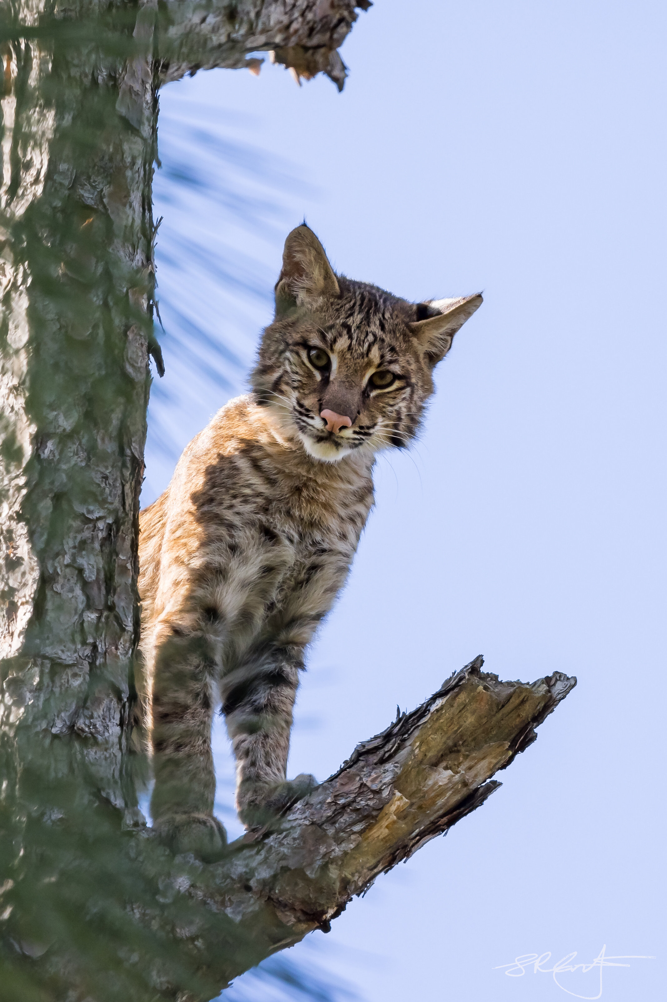 2021 01 21 Bobcat in a Tree-2437.jpg