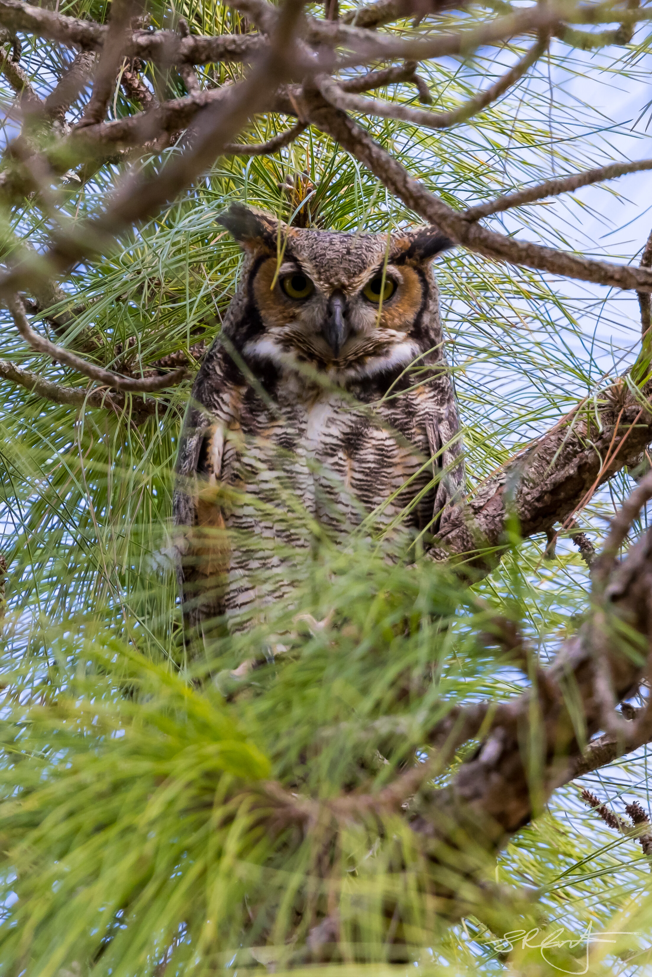 Great Horned Owl