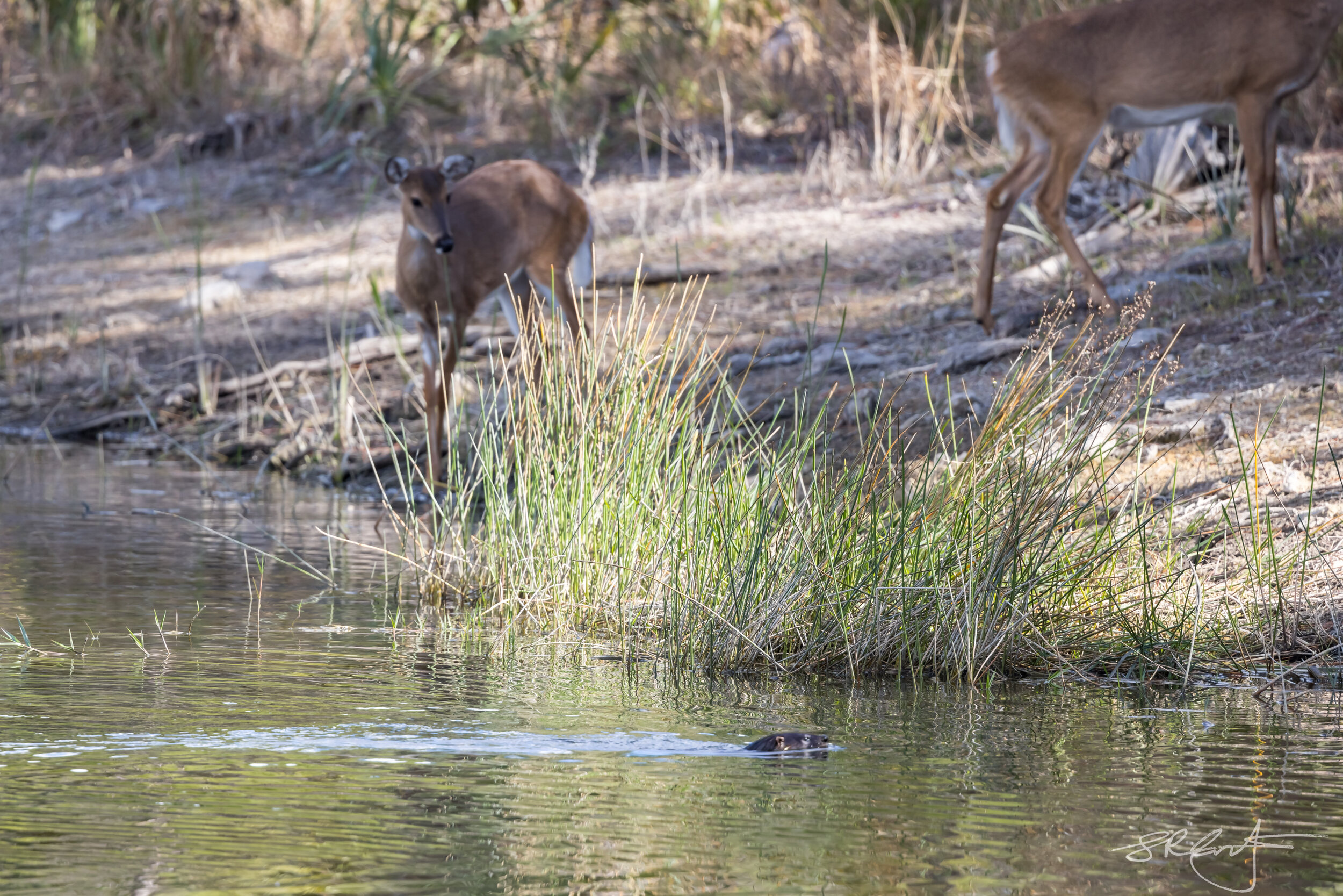 Deer looking on as an Otter swims by.