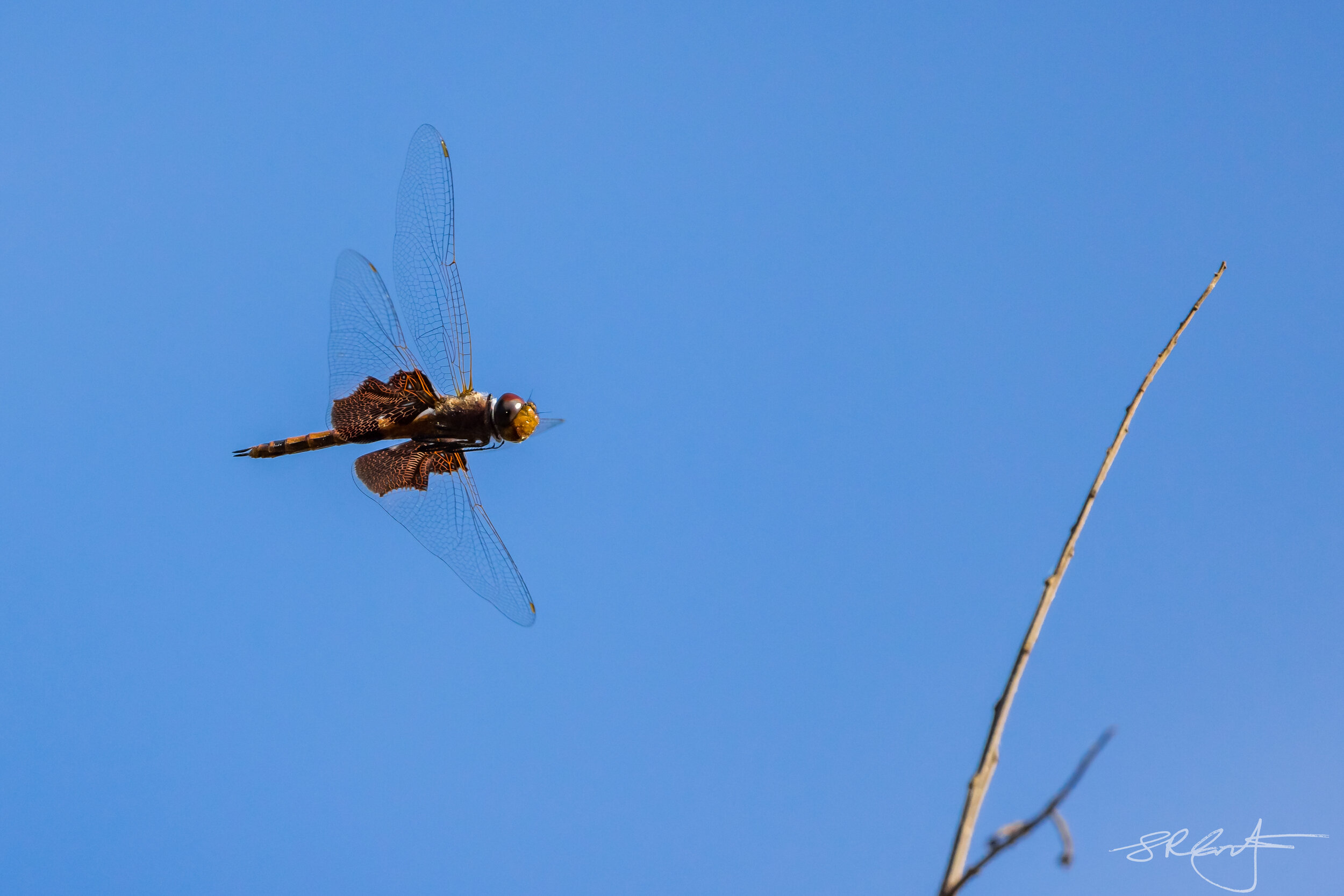 Red Saddlebag Dragonfly in flight