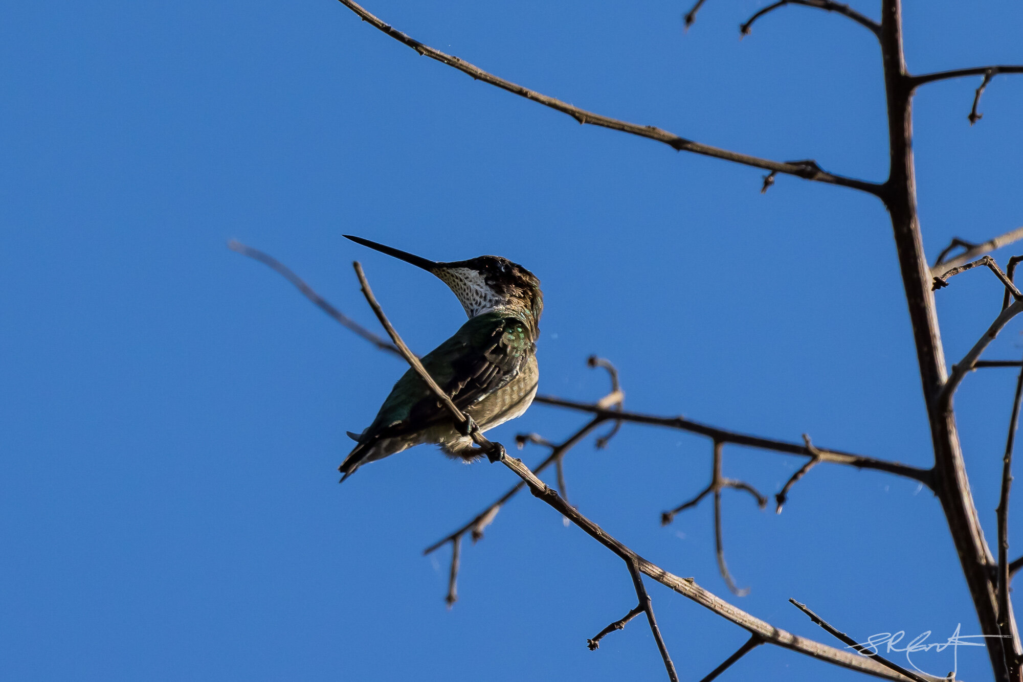 2021 02 27 Hummingbird-3949.jpg