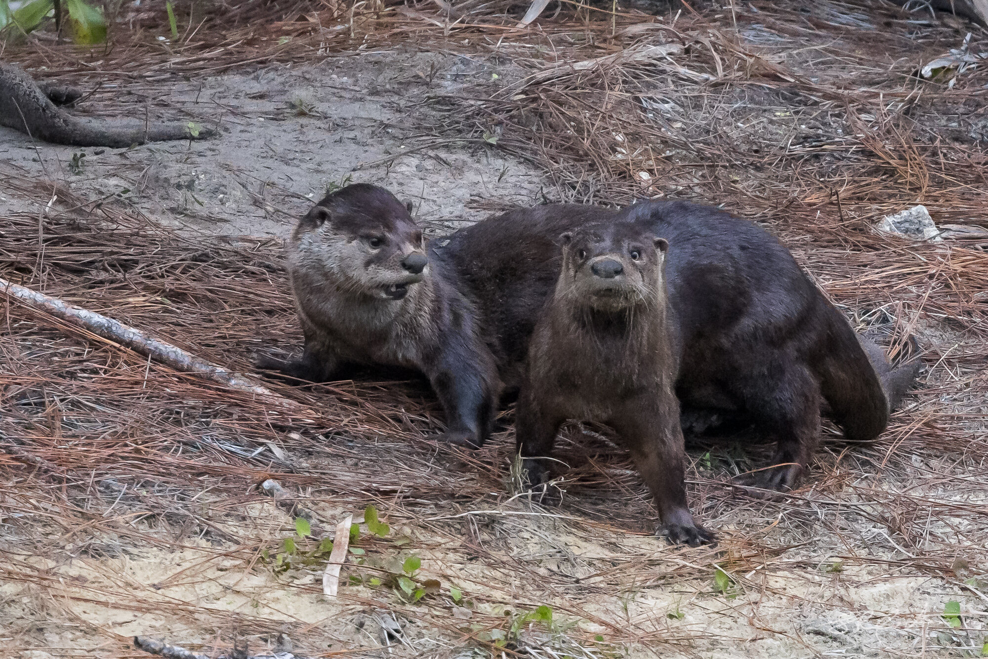 2021 02 23 Otters-3726.jpg