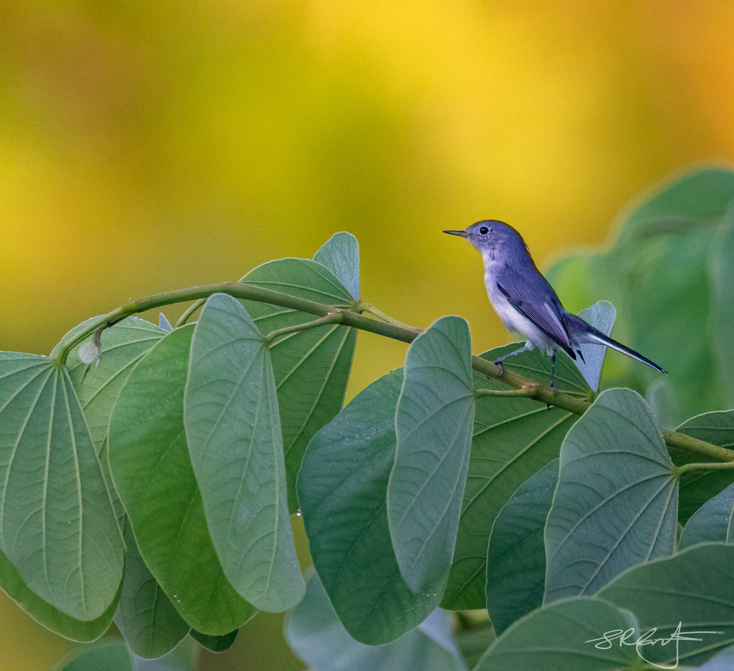 Blue Grey Gnatcatcher. First light, in the Hong Kong Orchid Tree.