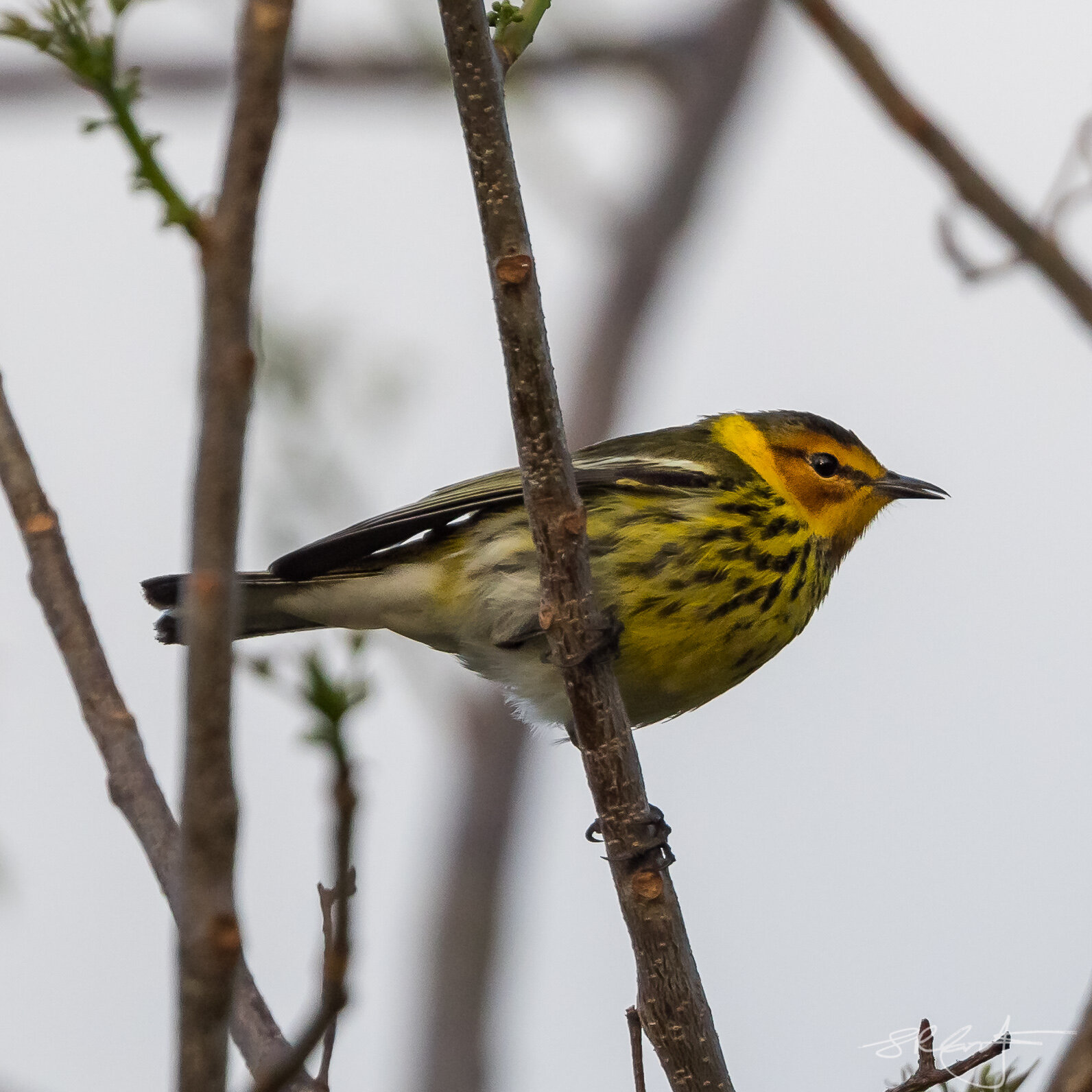 Cape May Warbler.  Otter Mound, Marco Island