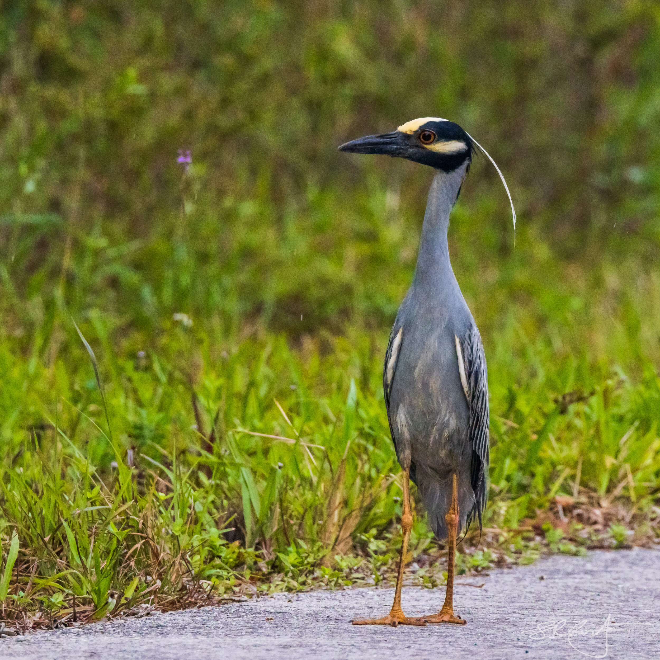 Yellow-crowned Night Heron, "just a walking down the road...."