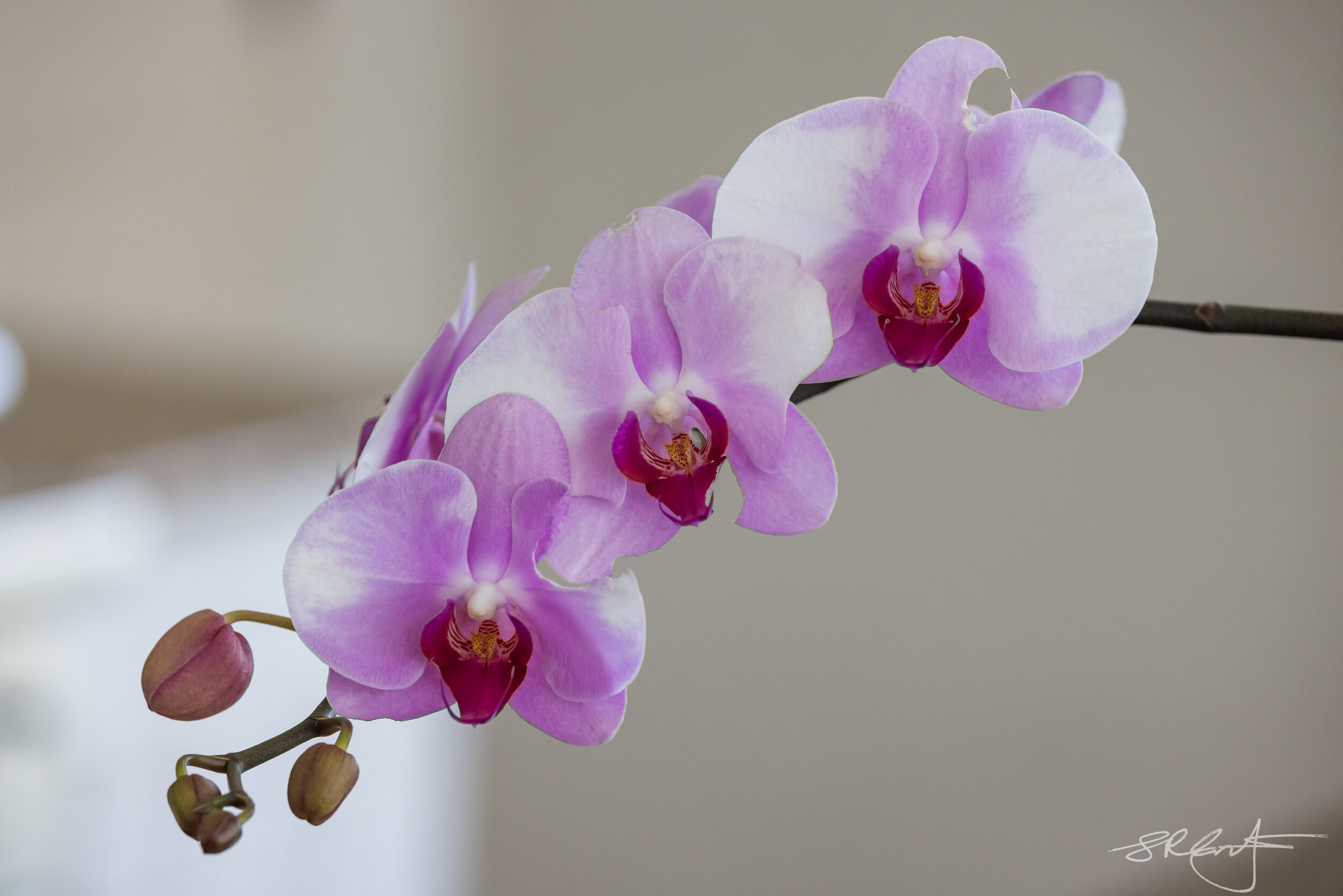 2021 04 24 Orchids-8504.jpg
