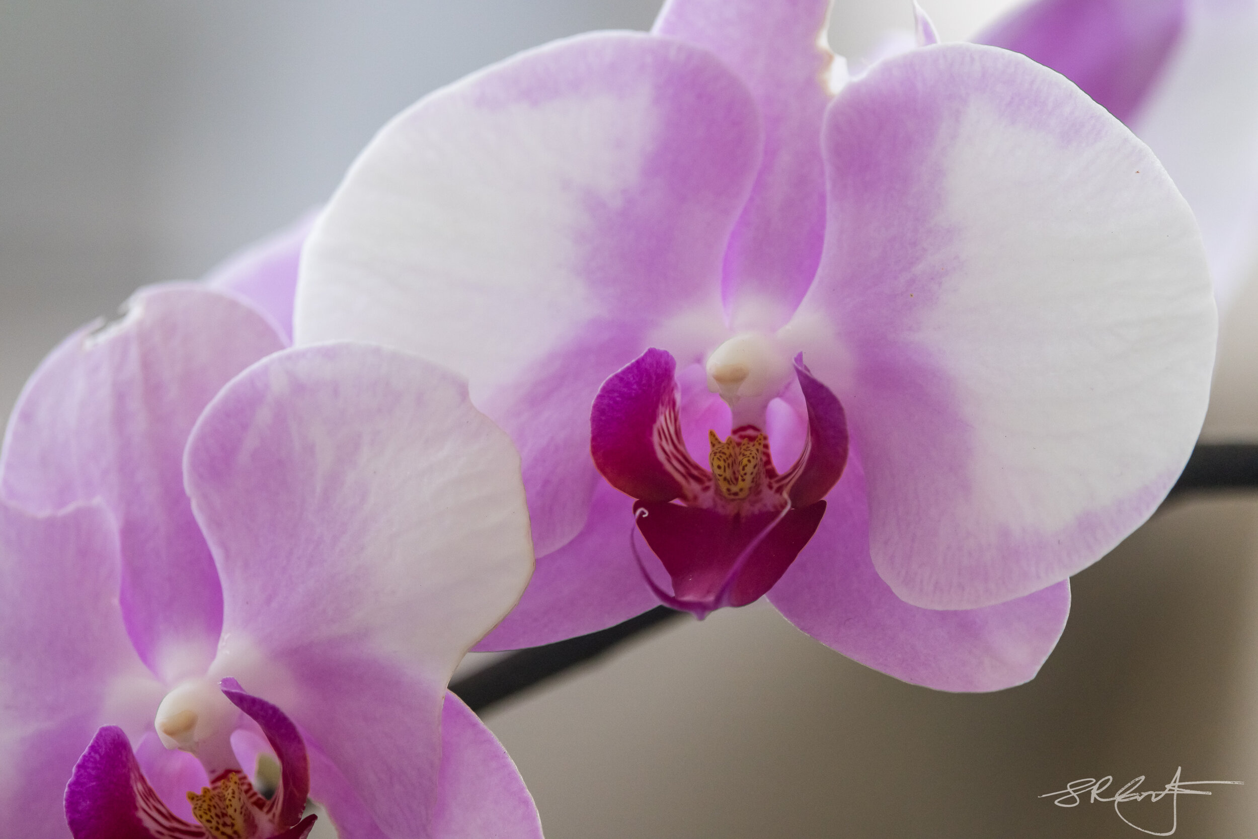 2021 04 24 Orchids-8499.jpg