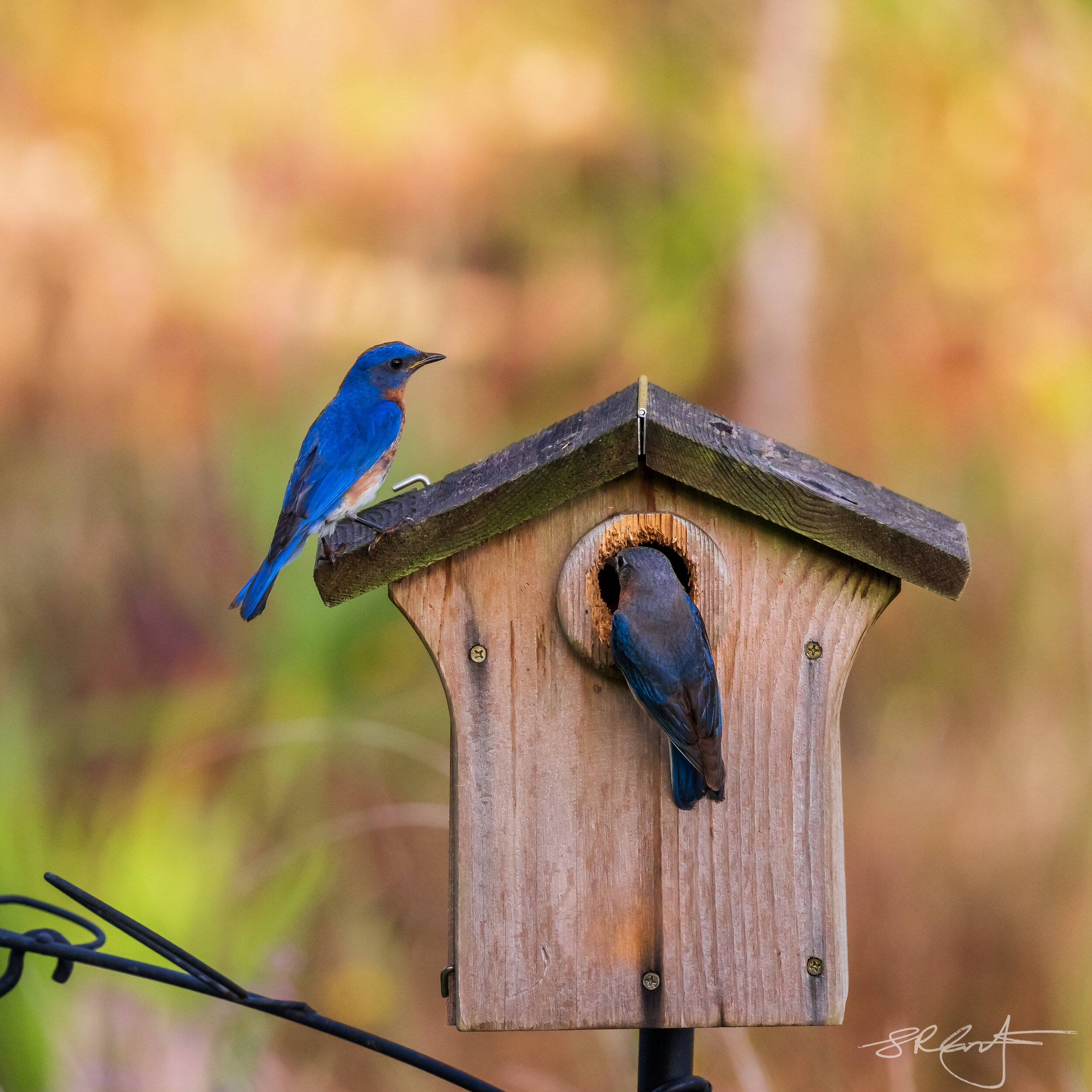 2021 06 04 Backyard Bluebirds-1680.jpg