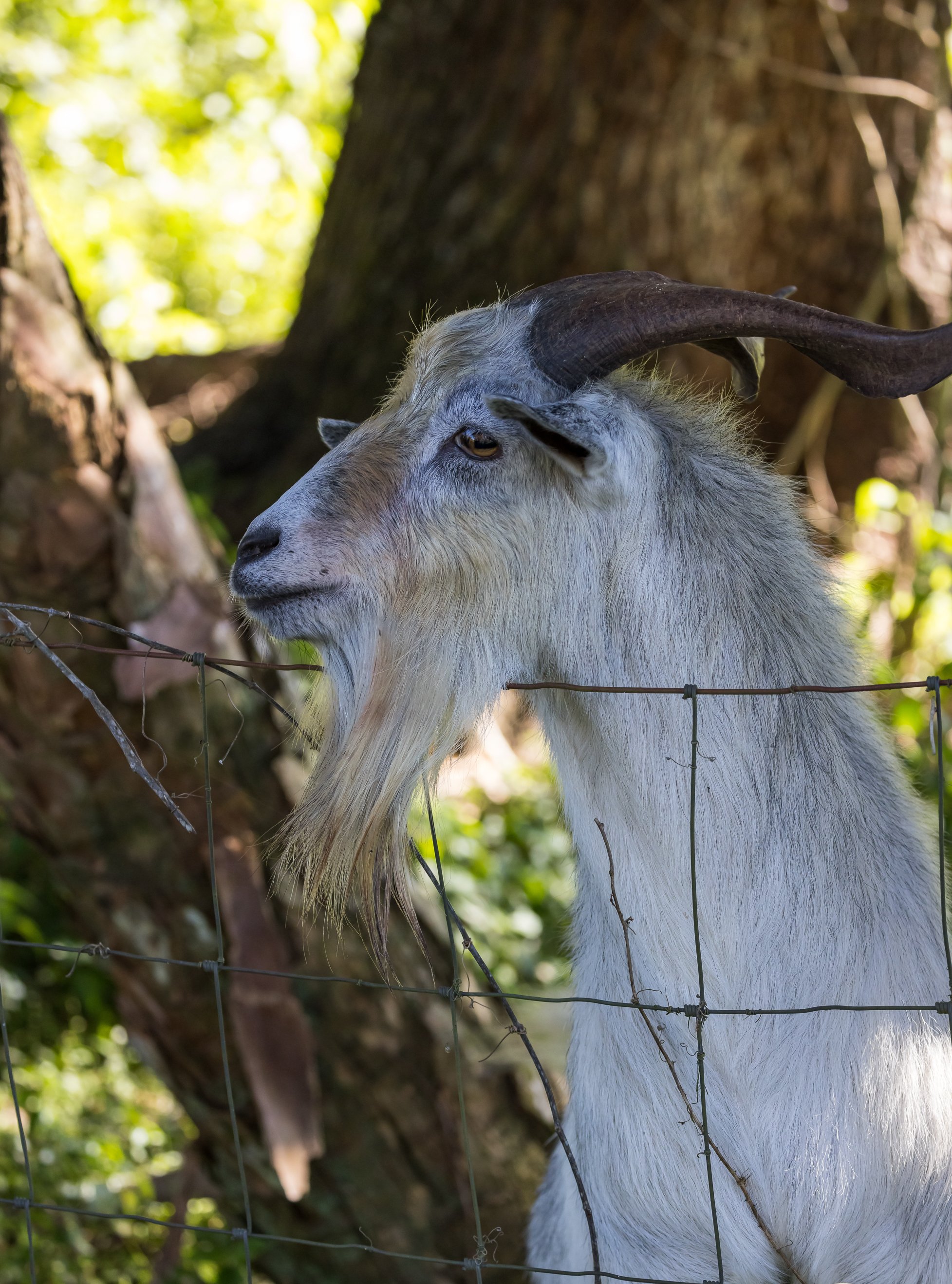 Billy Goat, near Alva, Florida.