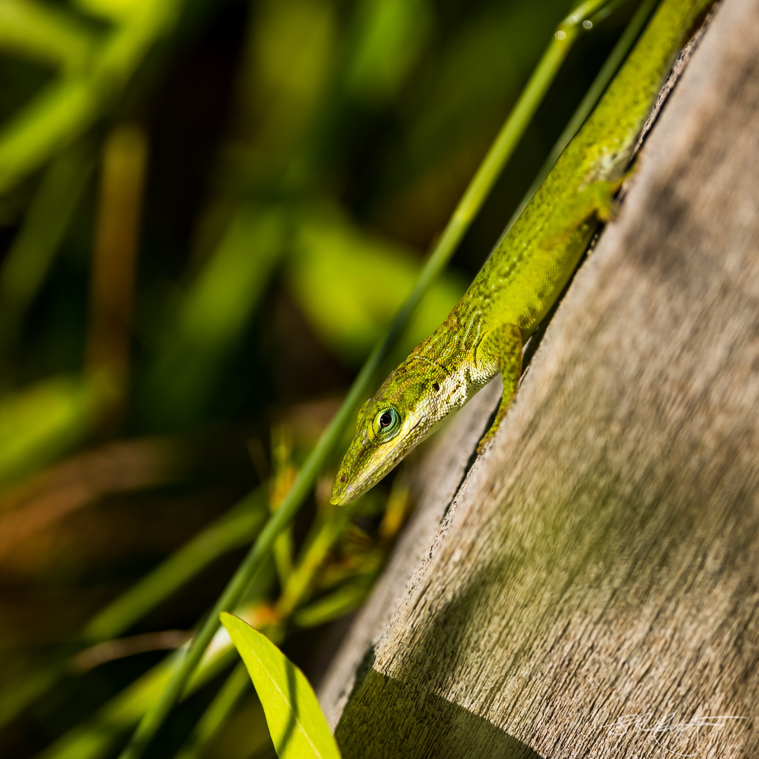 Green Anole.  