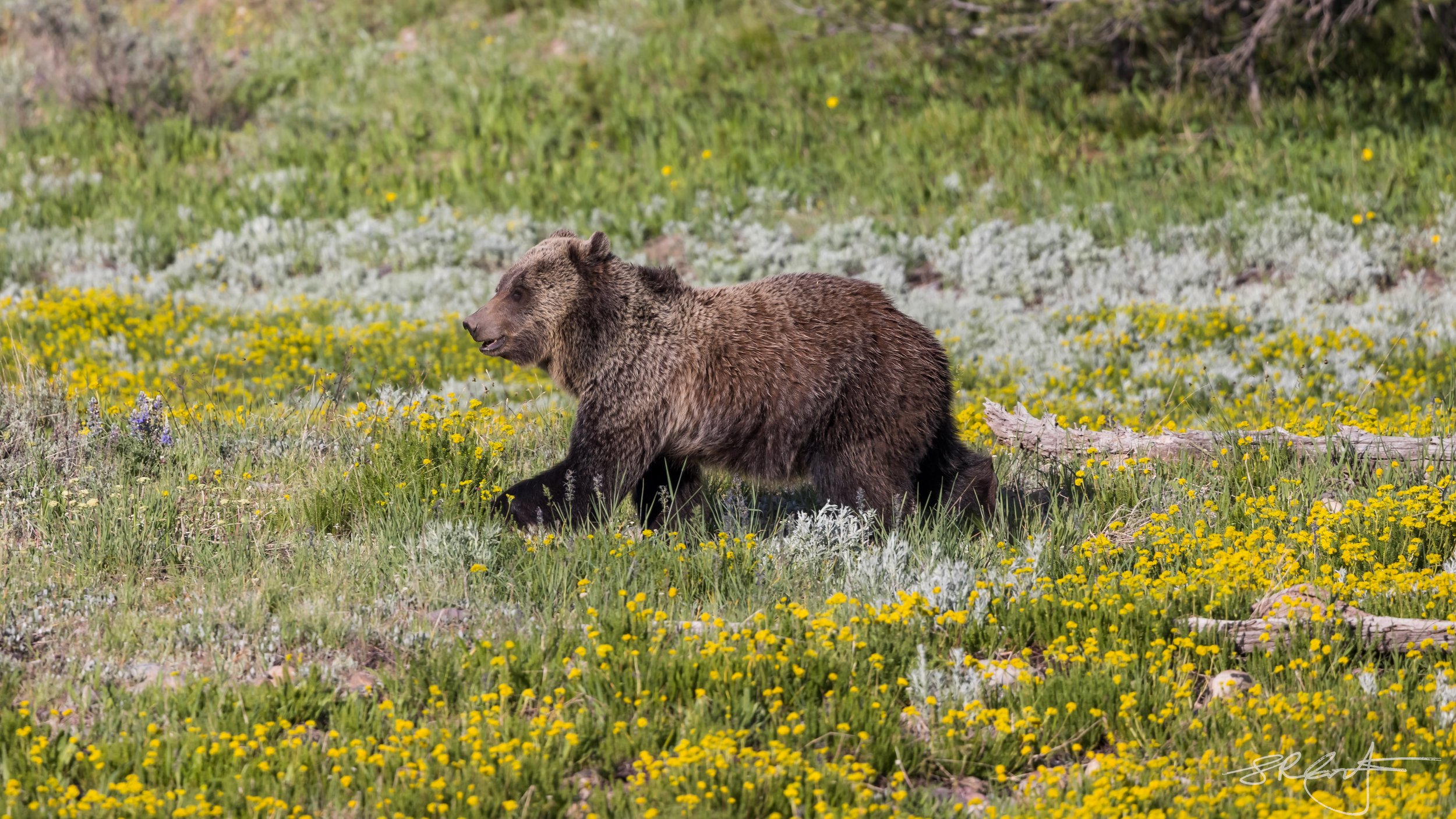 Grizzly.  South Yellowstone NP.