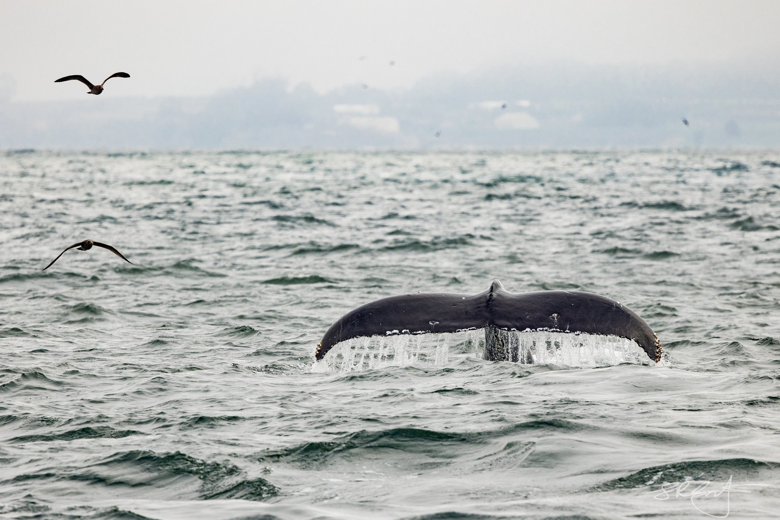 Humpback fluke in Monterey Bay.