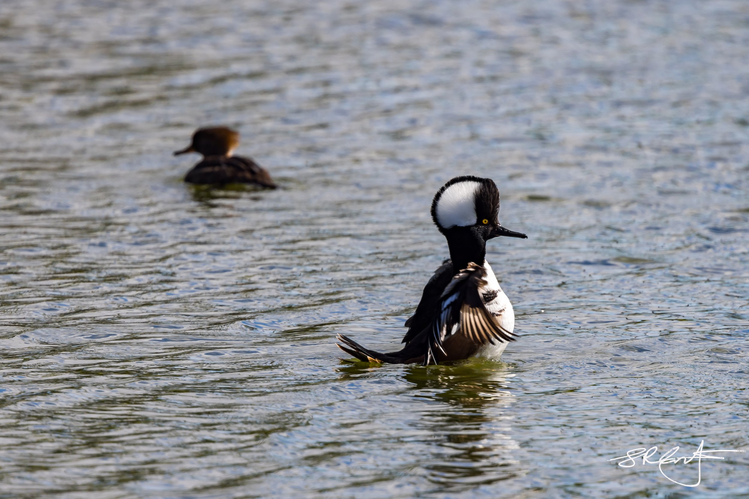 Hooded Merganser, trying to impress the ladies.