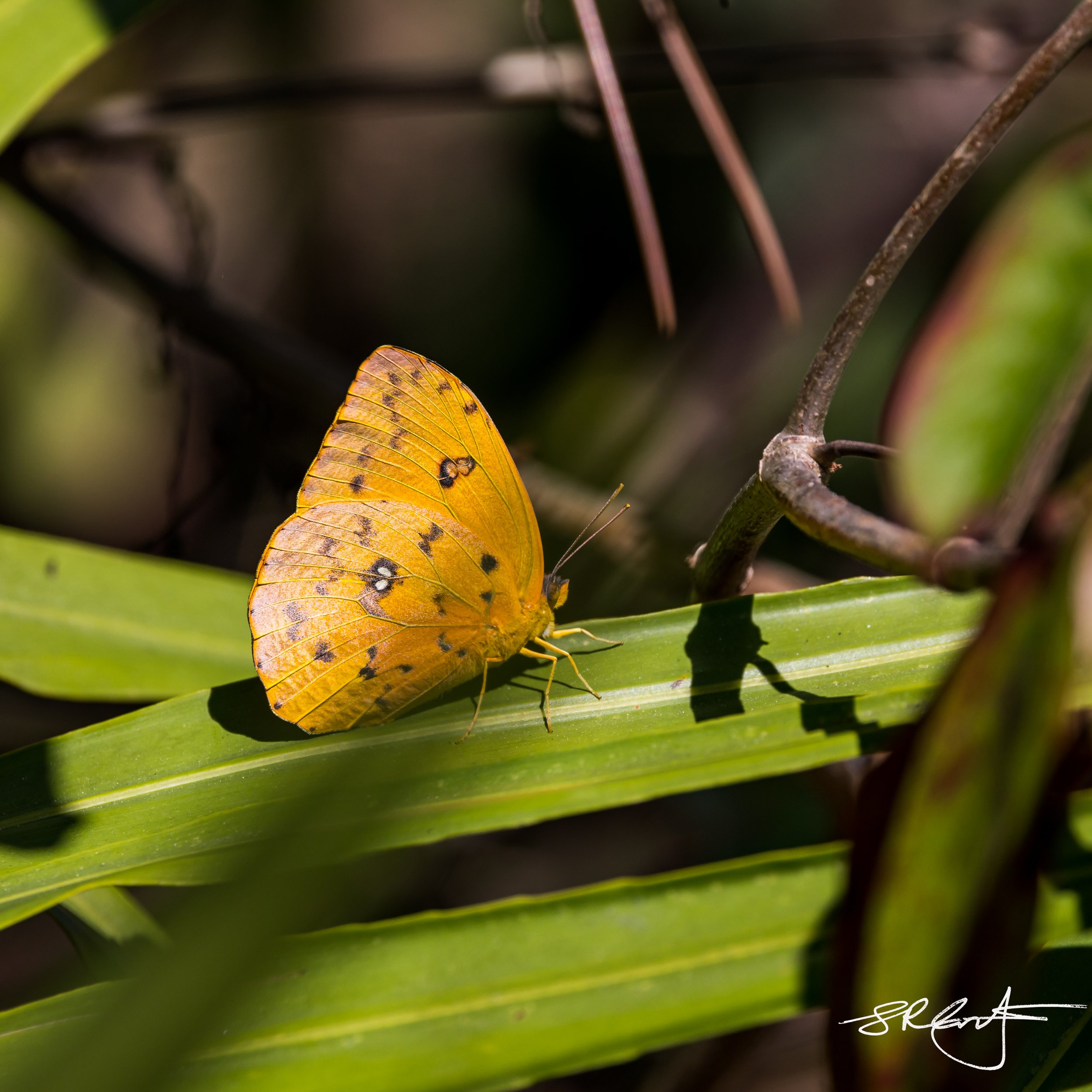 Orange Barred Sulphur Butterfly