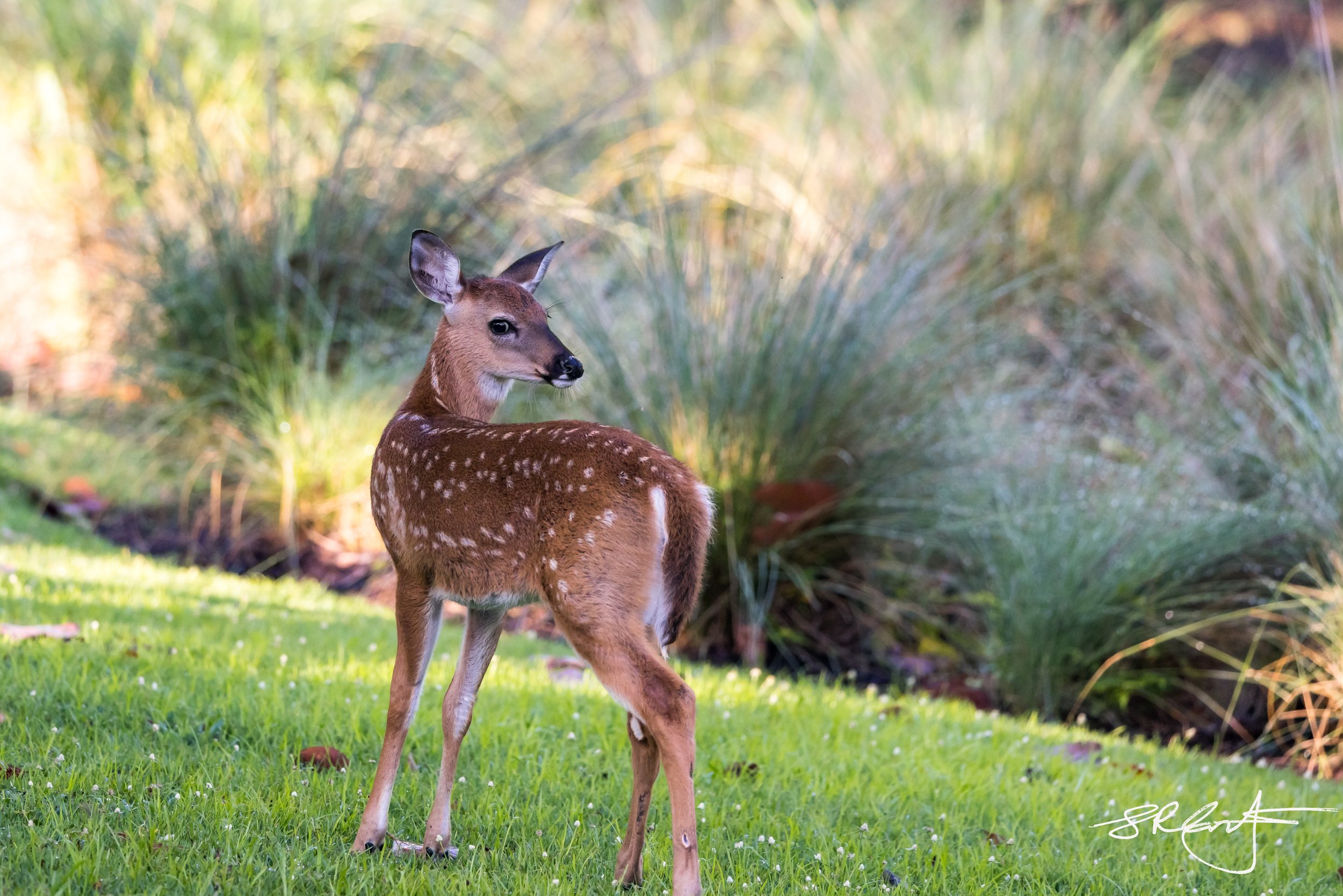 White Tail Deer Fawn
