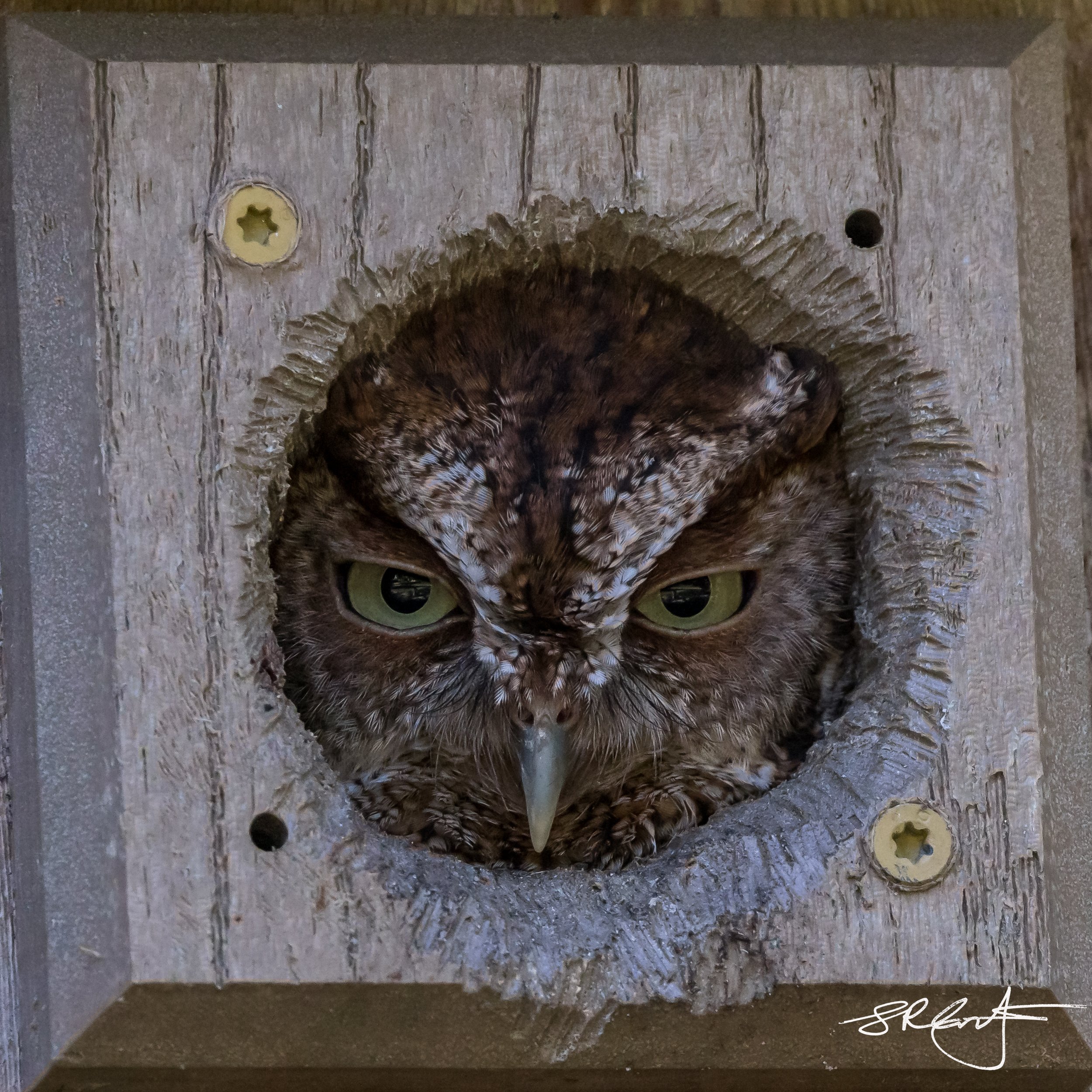 Eastern Screech Owl. 