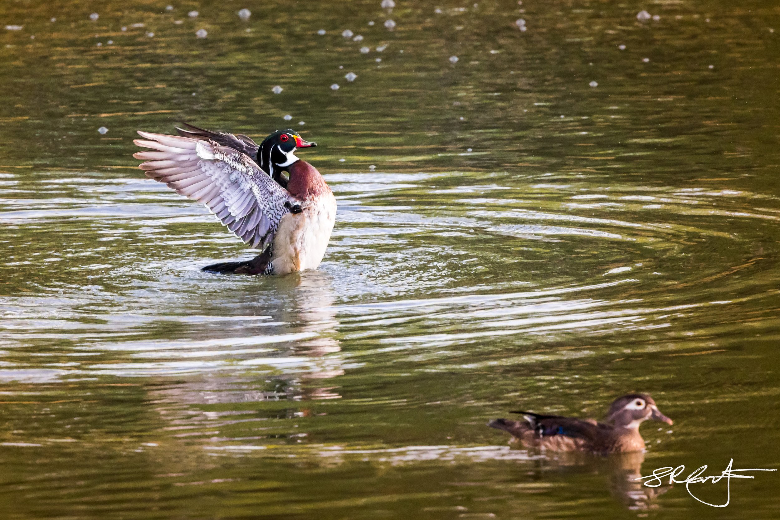 Male Wood Duck showing off...
