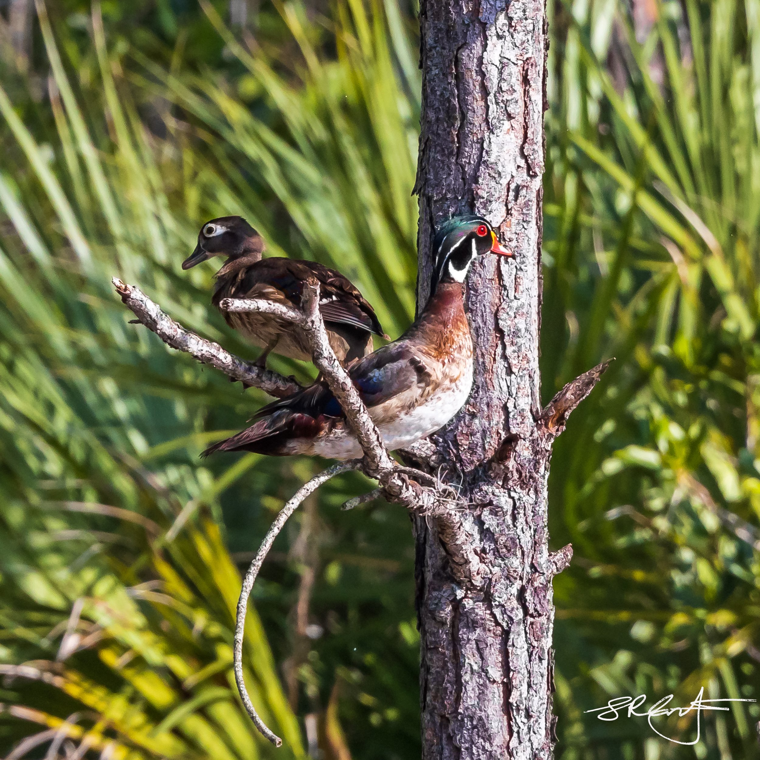 Wood Duck pair in a tree.