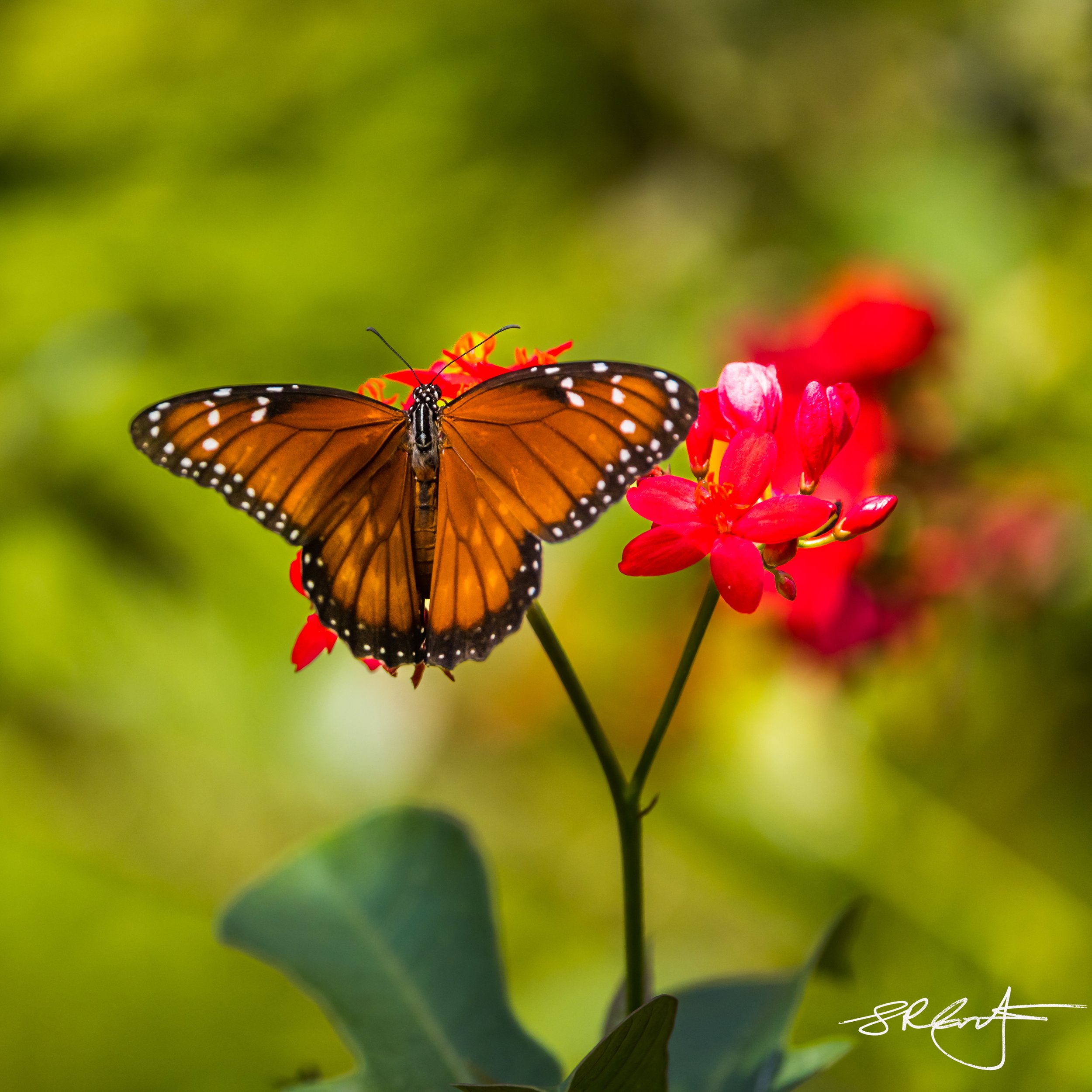 Queen Butterfly on a Jatropha