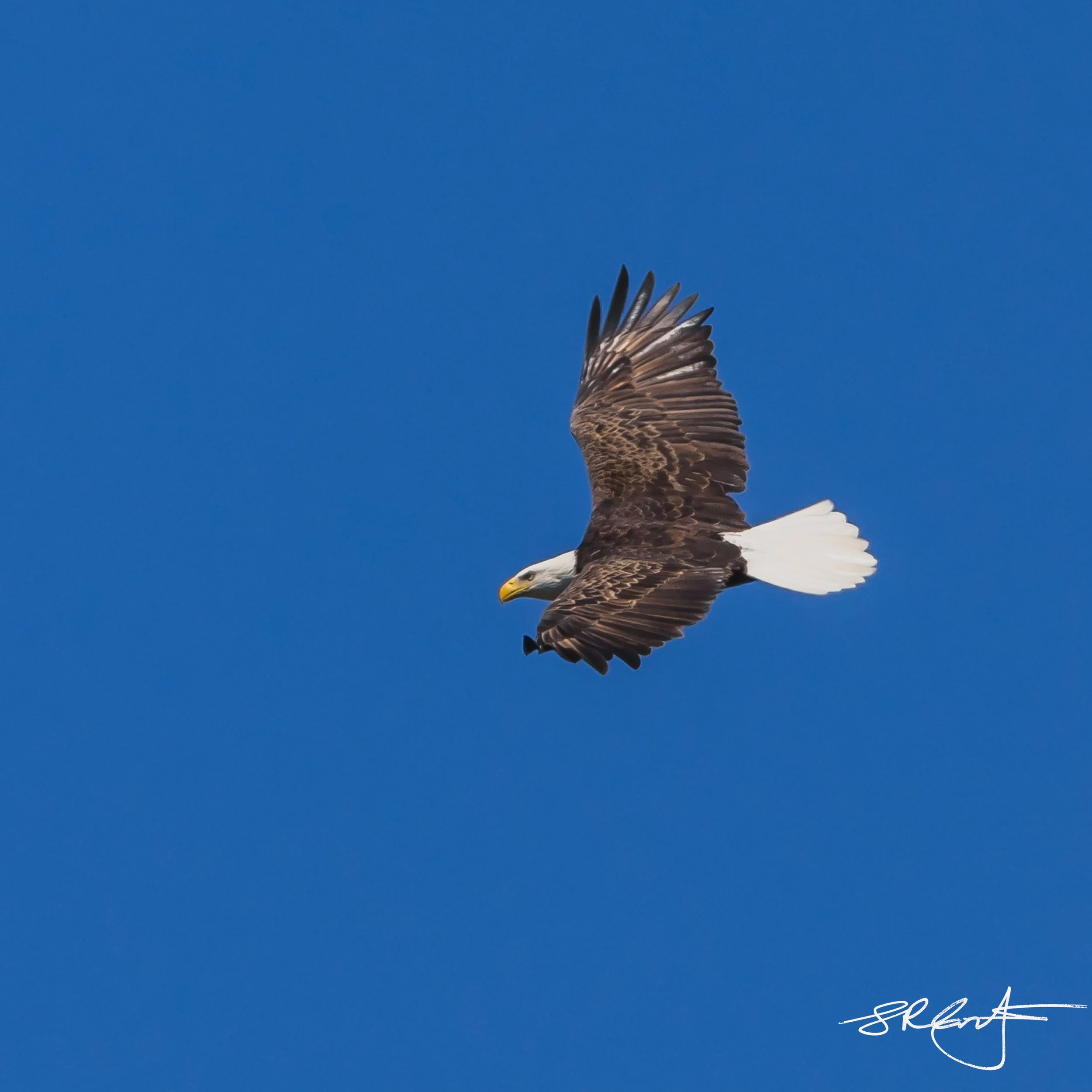 2022 10 03 Bald Eagle-1413.jpg