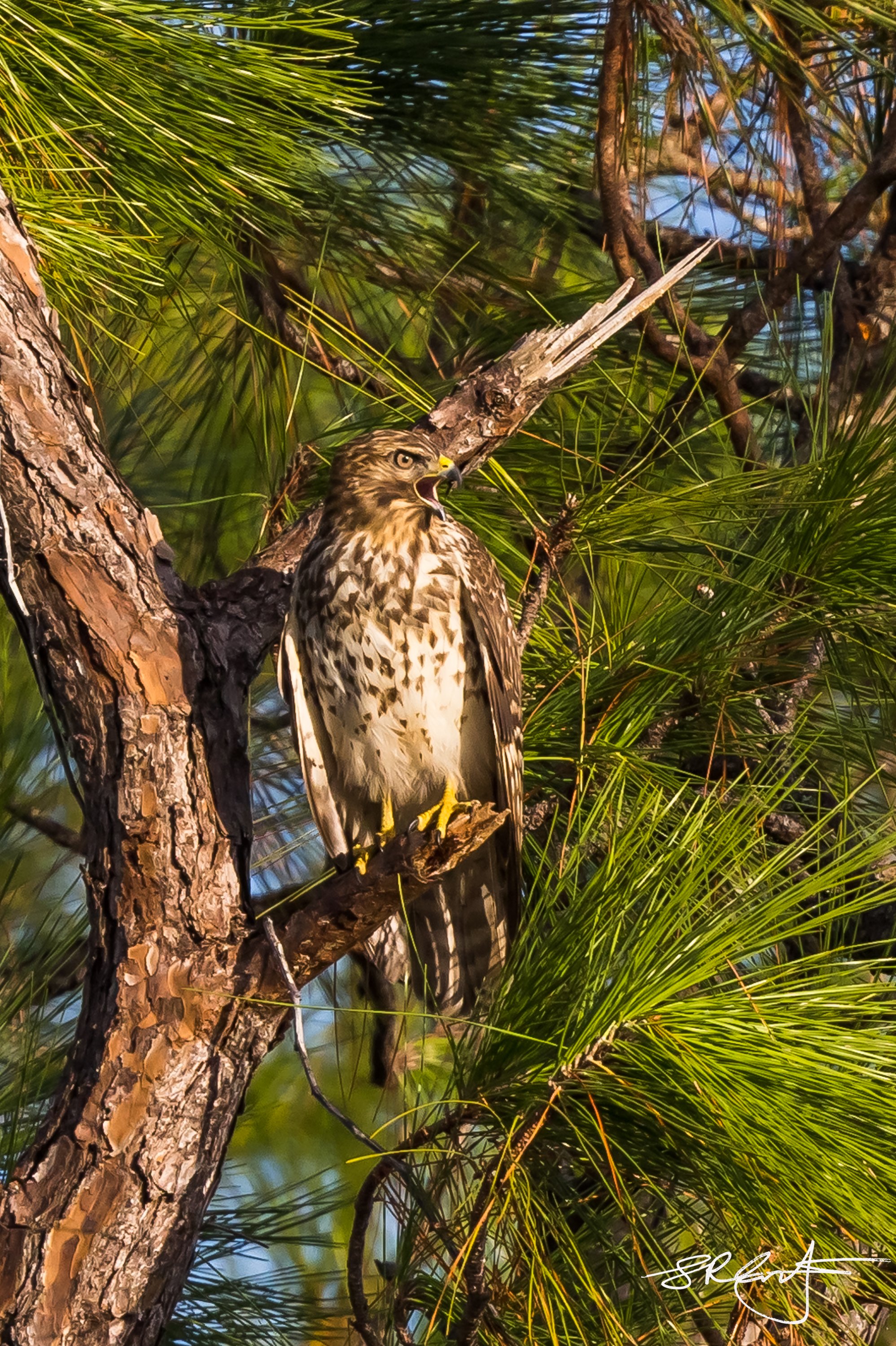 An angry Red Shouldered Hawk