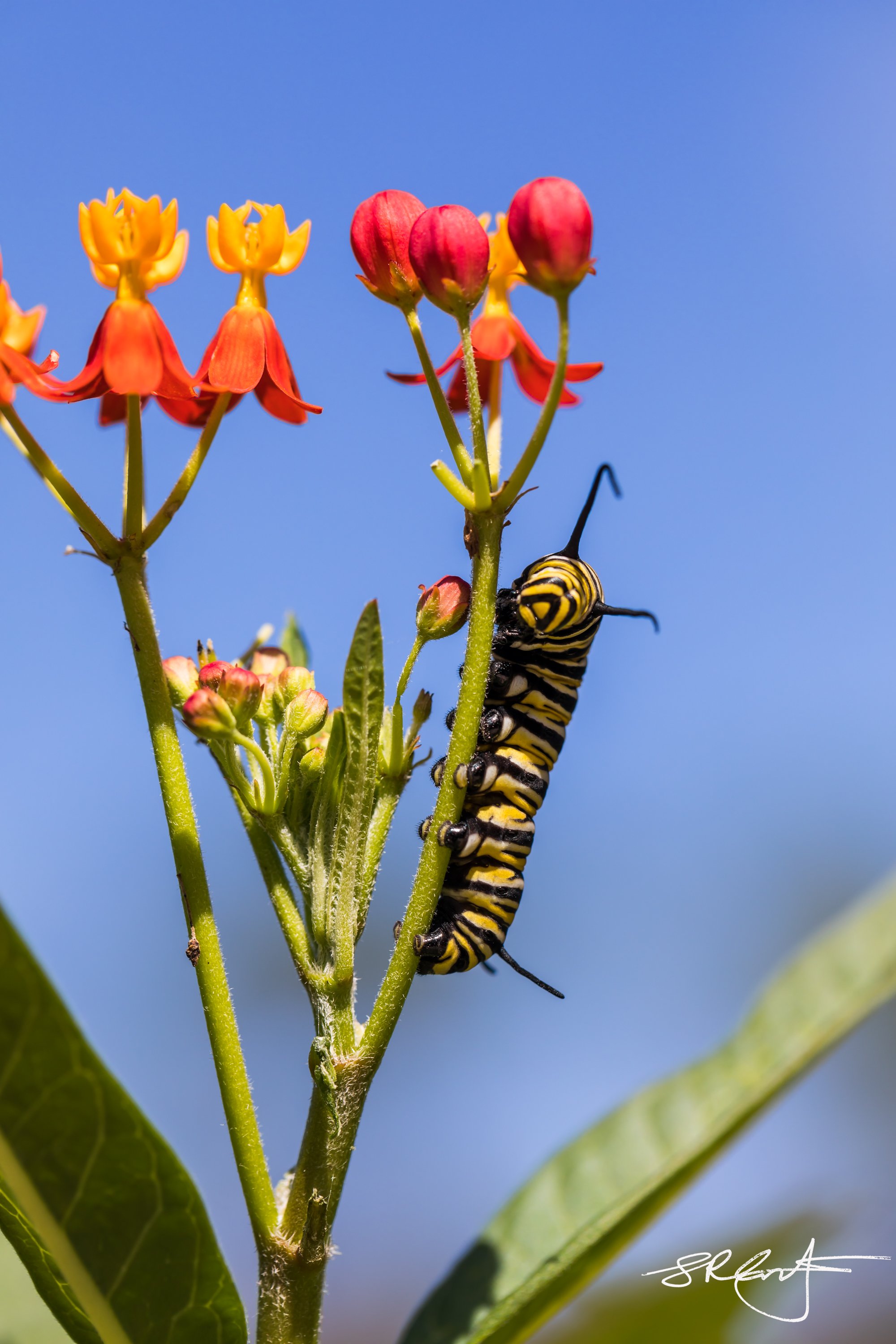 Monarch Caterpillar on a Tropical Milkweed.