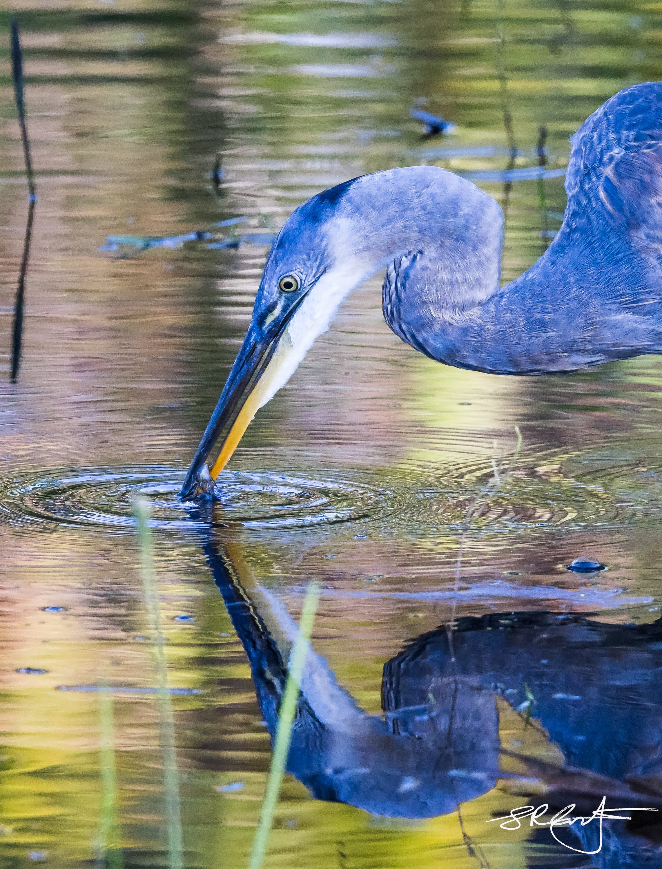 Great Blue on Target.