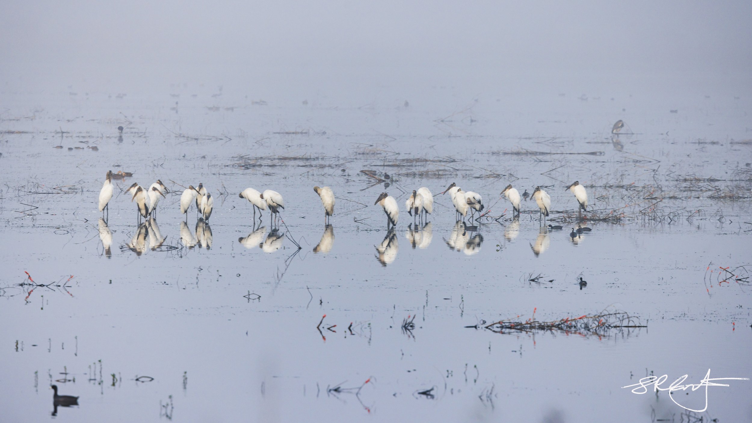 Woodstork line-up.  A Clatter, a Filth, a Muster, a Phalanx or a Swoop.  Take your pick.